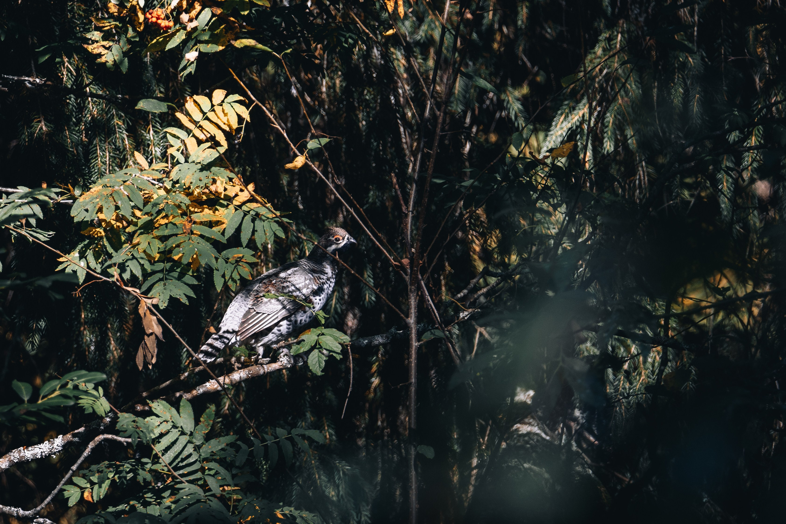 Кенозерье. Фотограф Александр Решня