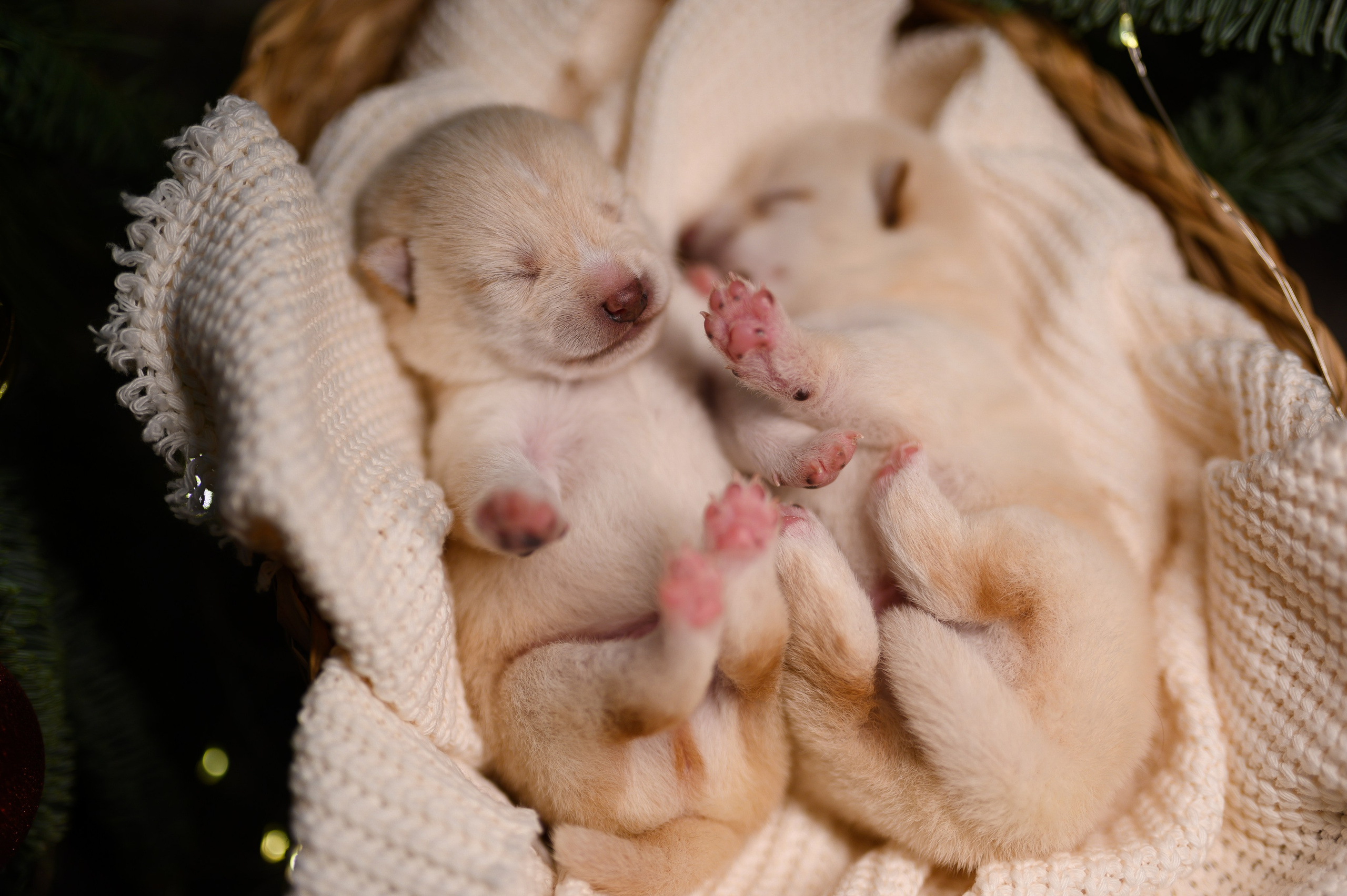 Мамесиба. Фотограф анималист в Москве Ольга Агушева