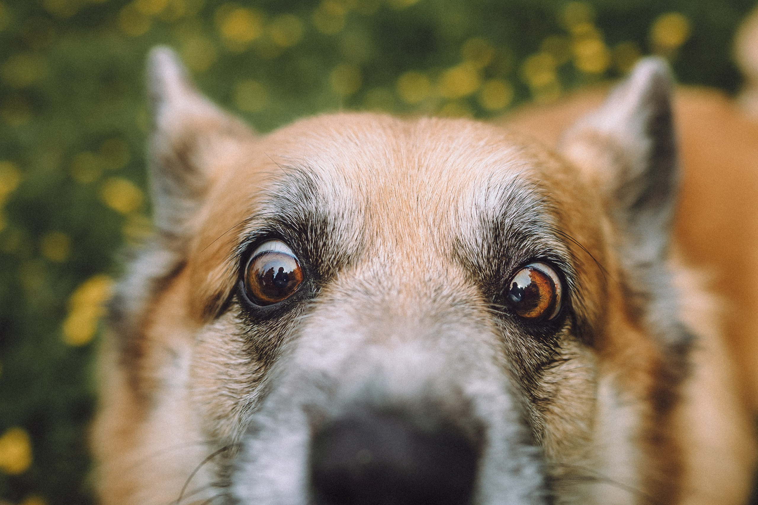 Ира, Леша и Харли