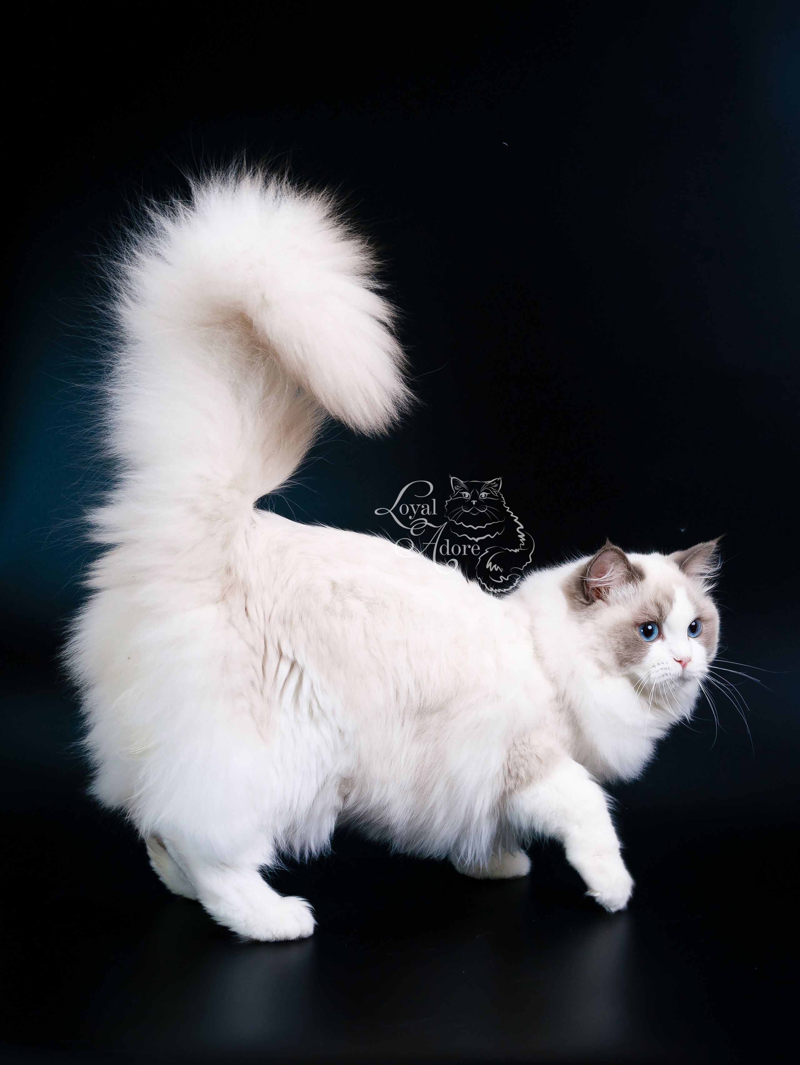 Кошки производители Loyal Adore. Питомник рэгдолл Loyal Adore