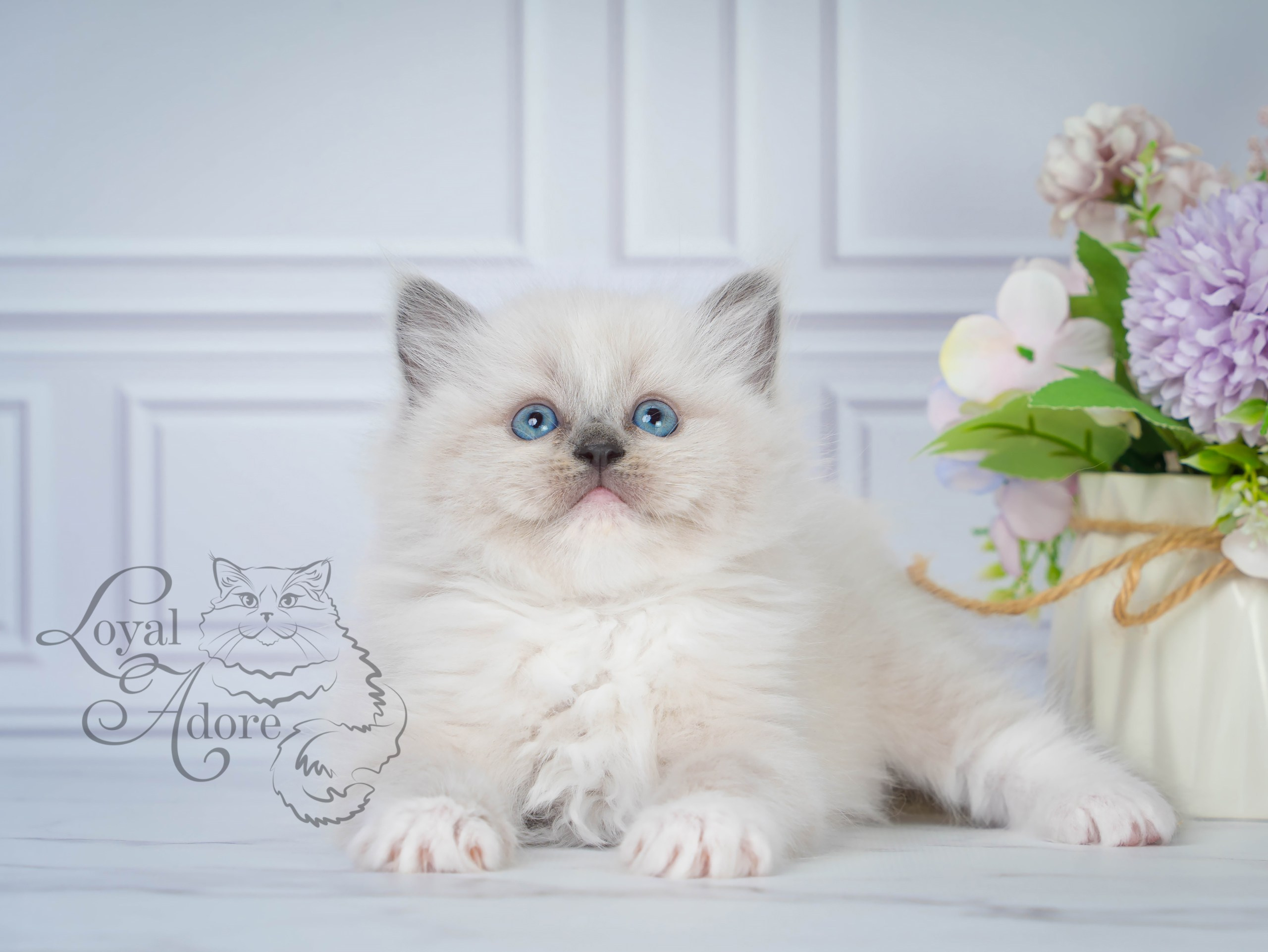 Котята рэгдолл от Loyal Adore. Питомник рэгдолл Loyal Adore