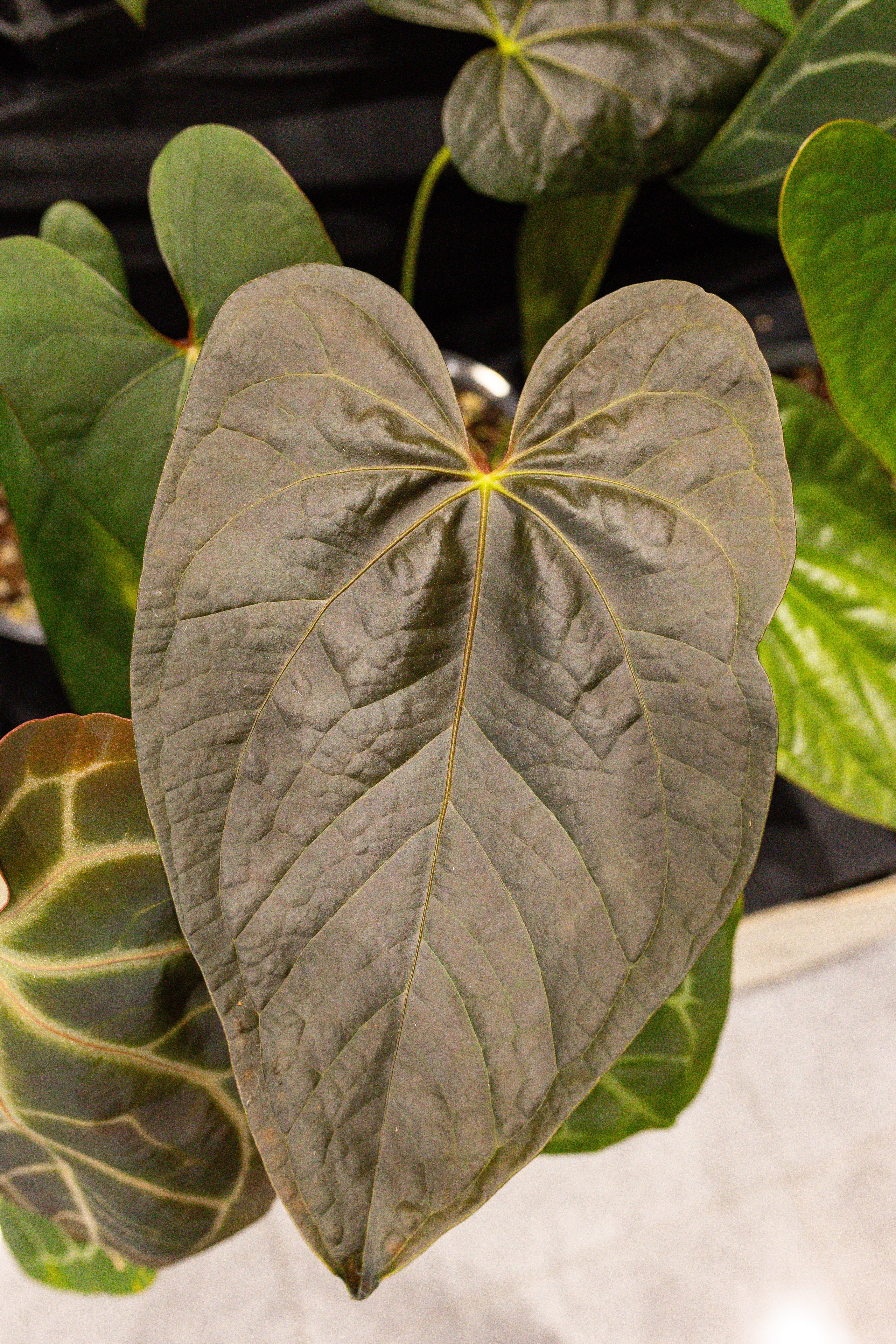 Орхидиум сентябрь 2025. Александра Куликова фотограф, Москва