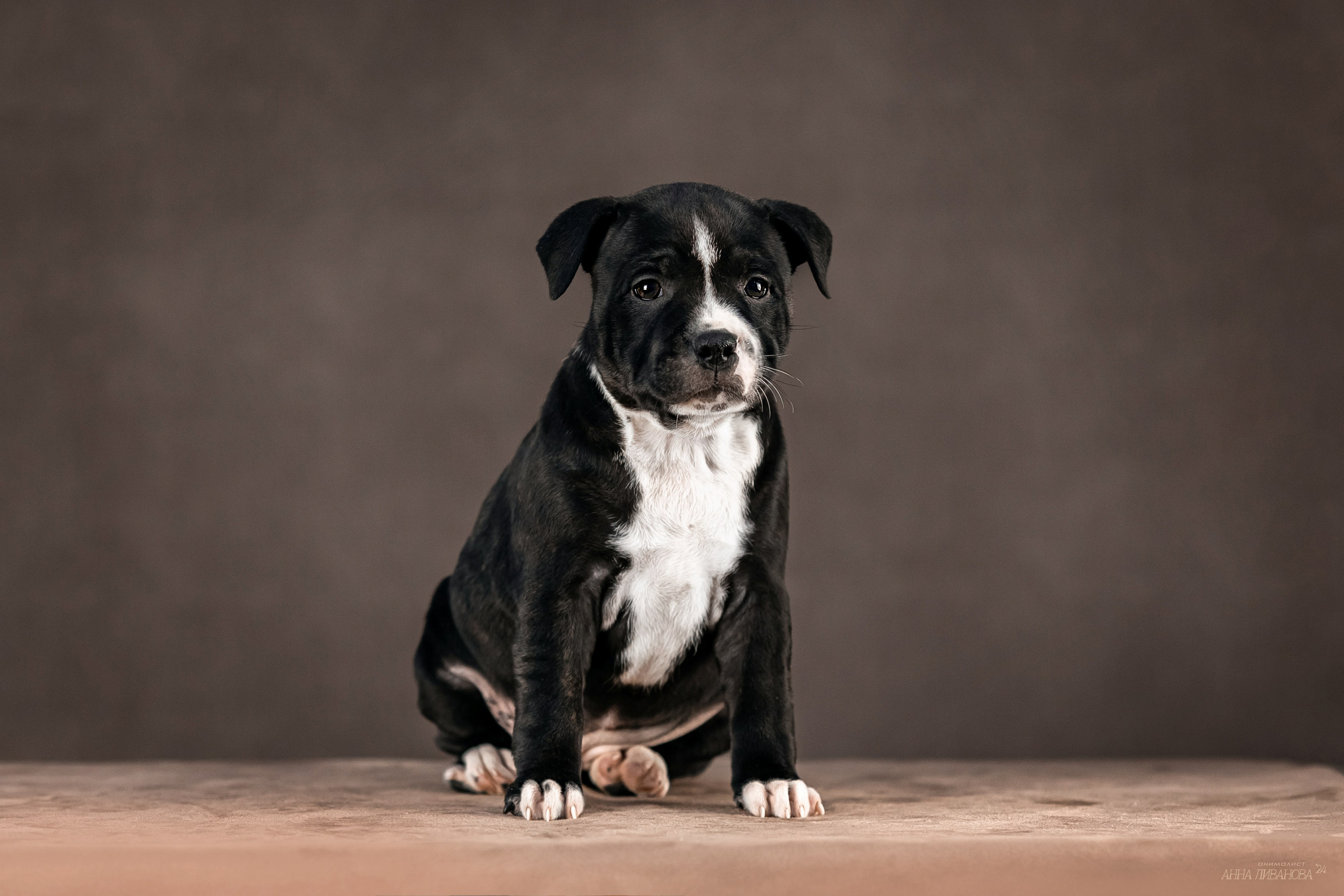 Стаффи. Фотограф анималист Аня Ливанова | Рыбинск