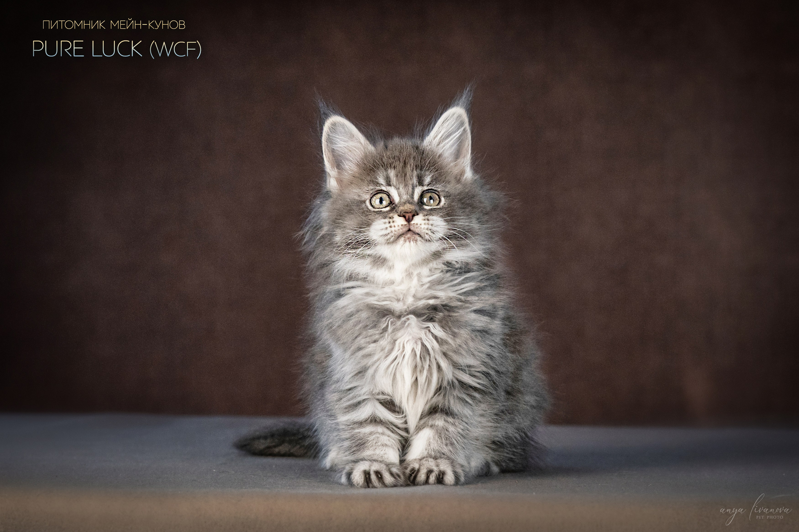 Мейнкуны. Фотограф анималист Аня Ливанова | Рыбинск