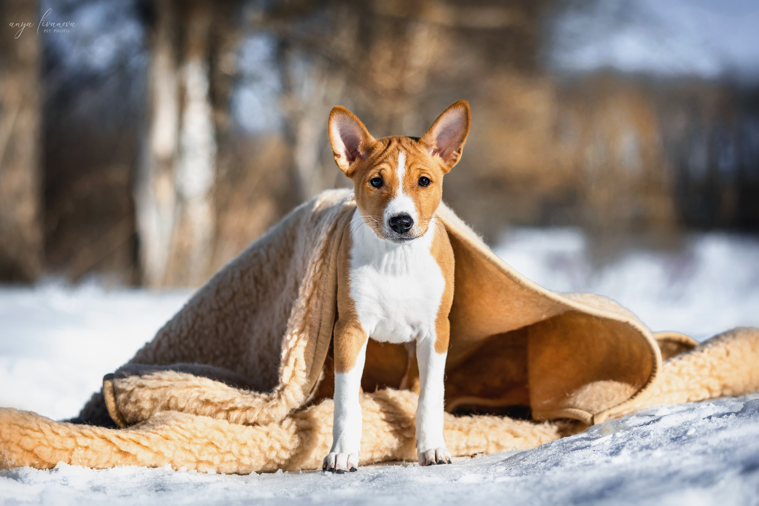 Балу. Фотограф анималист Аня Ливанова | Рыбинск
