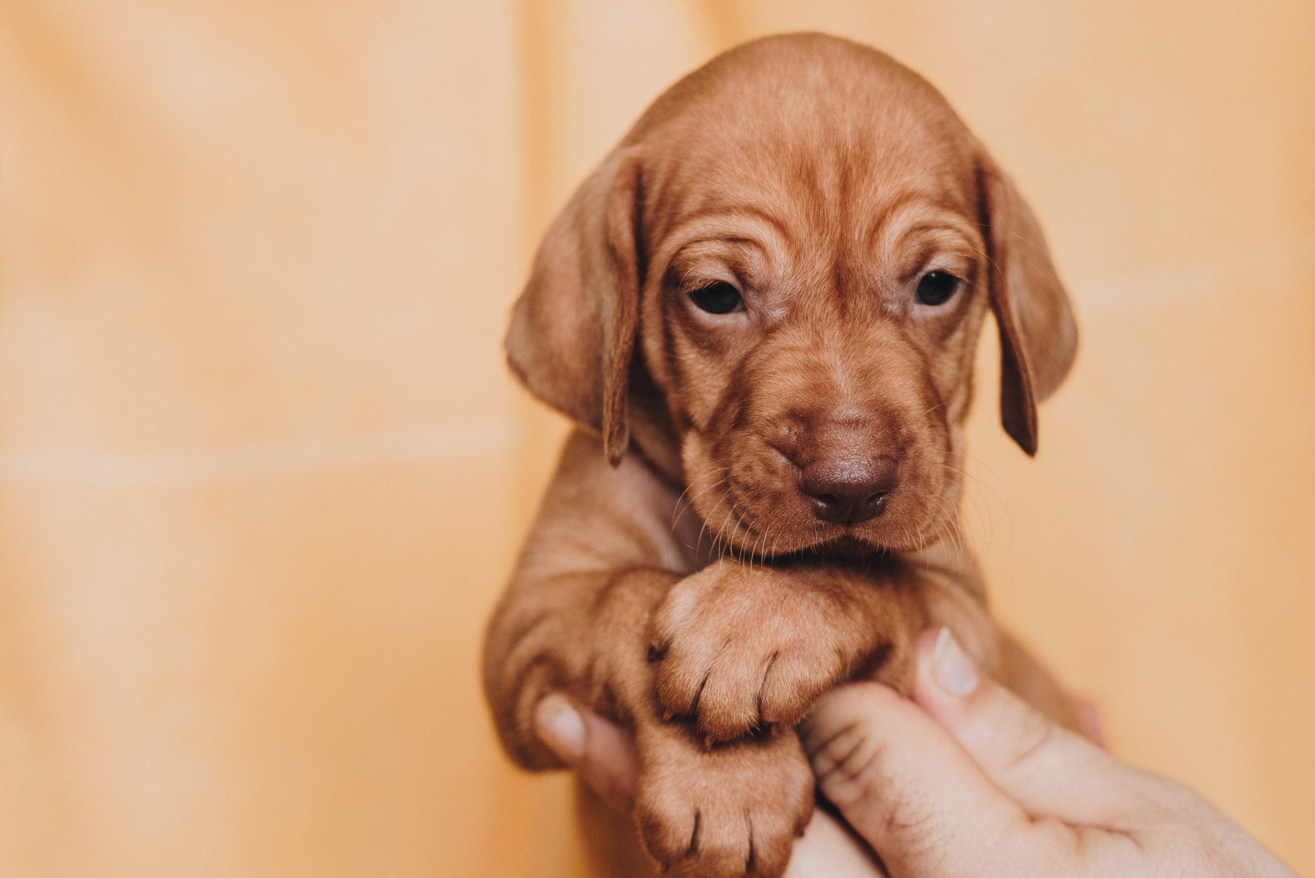 Hungarian Vizsla. Natalia Finch Photography — Family, Kids & Pet Photographer in Chicago, IL