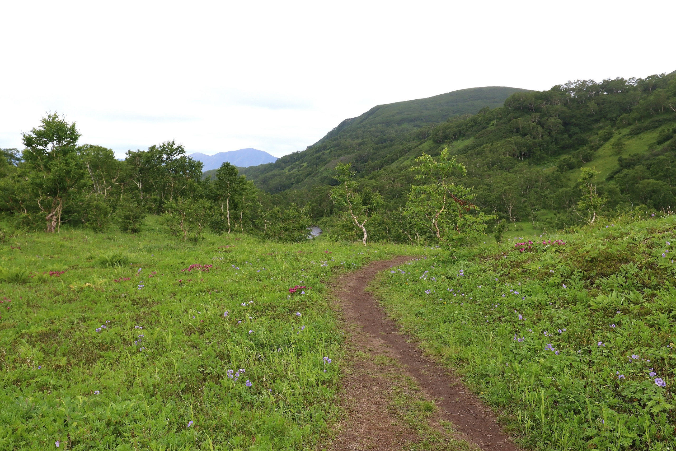 Камчатка и о. Парамушир. Июль 2024. Путешественник-фотограф из Санкт-Петербурга Татьяна Свистулина