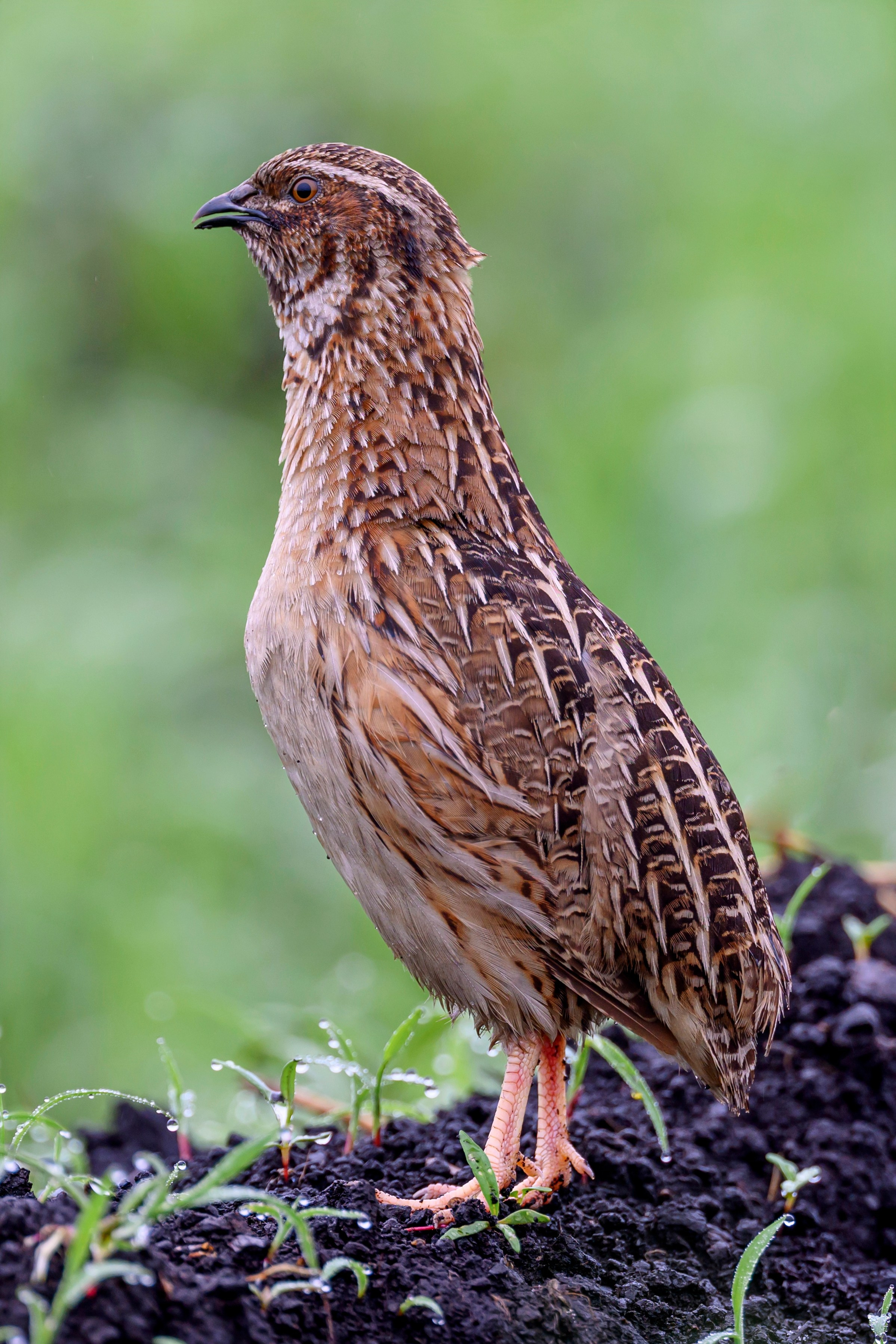 Перепела VII. Фотограф Сергей Пупонин