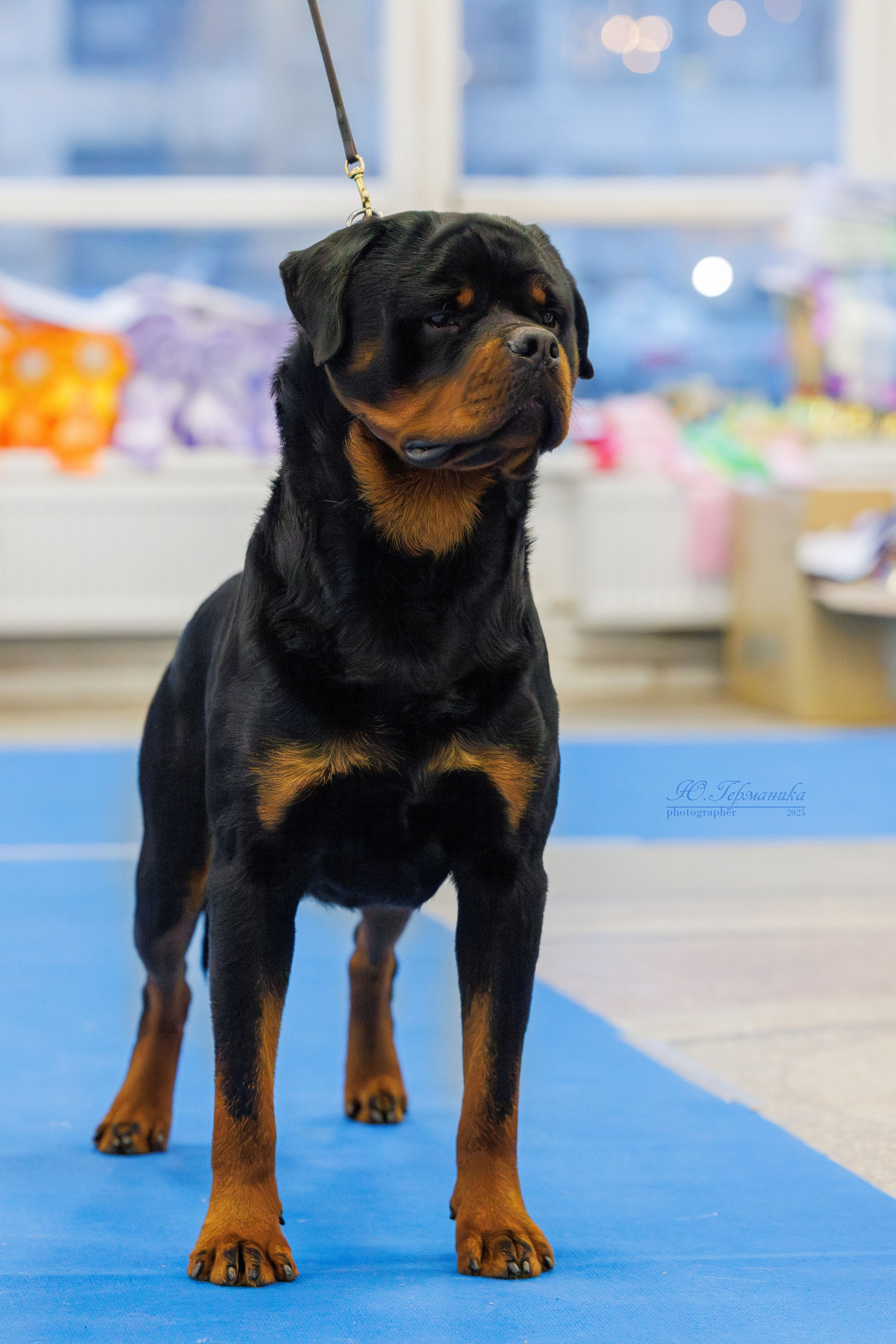 Питер ротвейлеры 18.01,Крокус 19.01.2025. Фотограф-анималист Юлия Германика