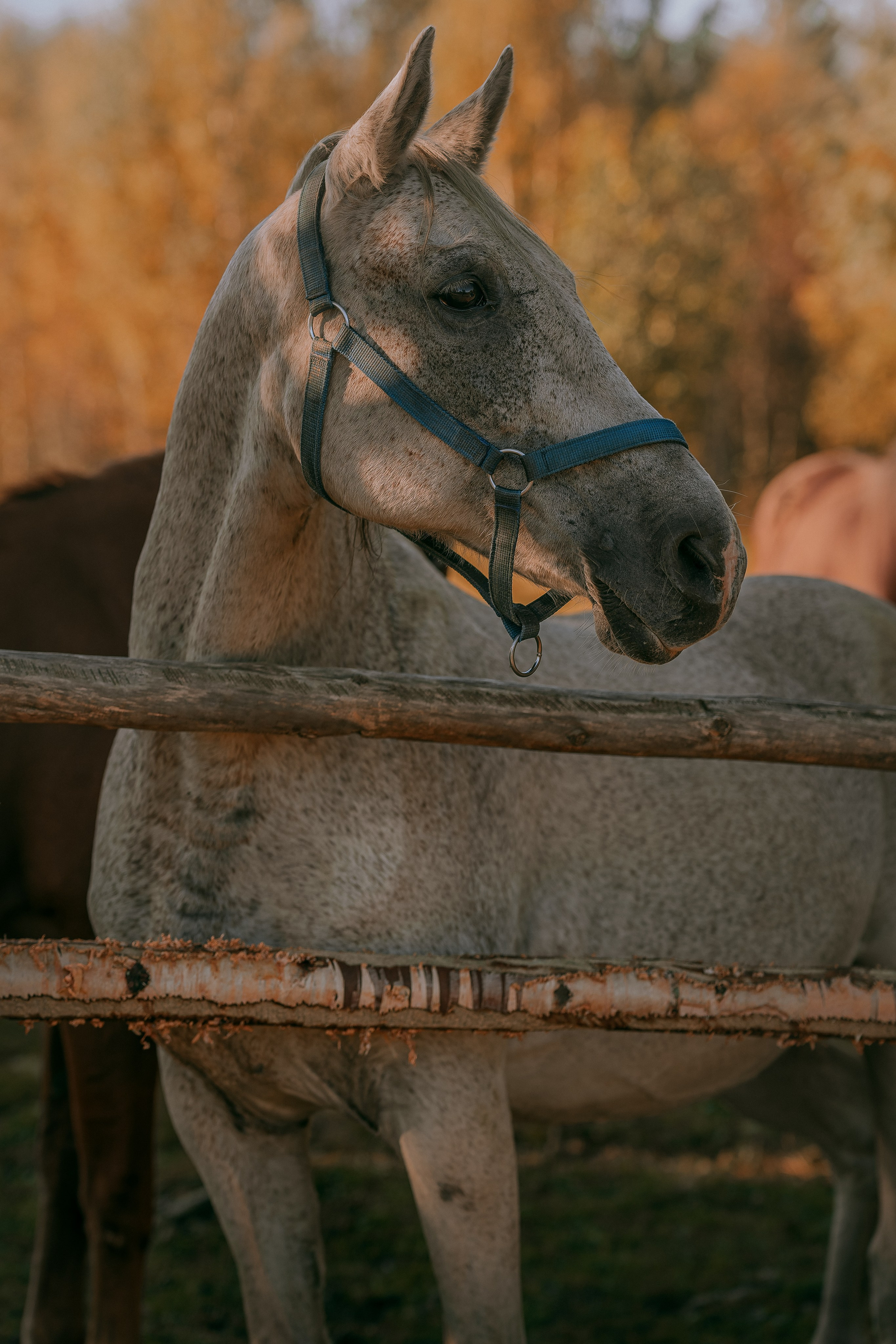 Born to be Wild. Юля Дэй • Фотограф, Санкт-Петербург