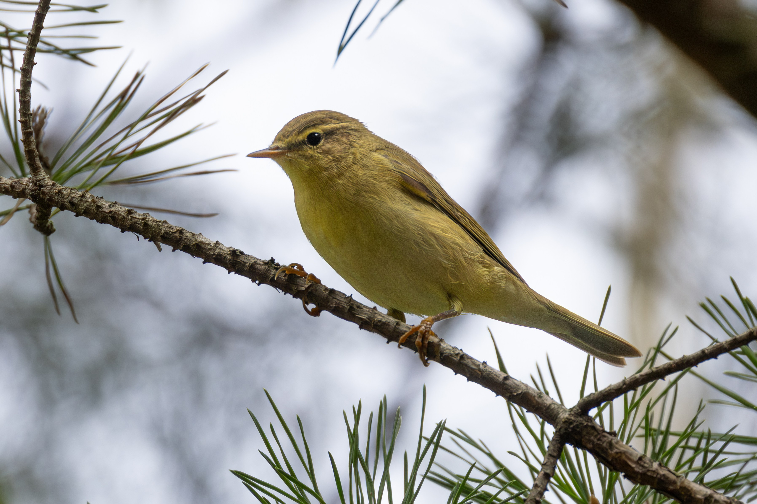 Птицы СНТ «Подлесье». Птицы парков г. Люберцы