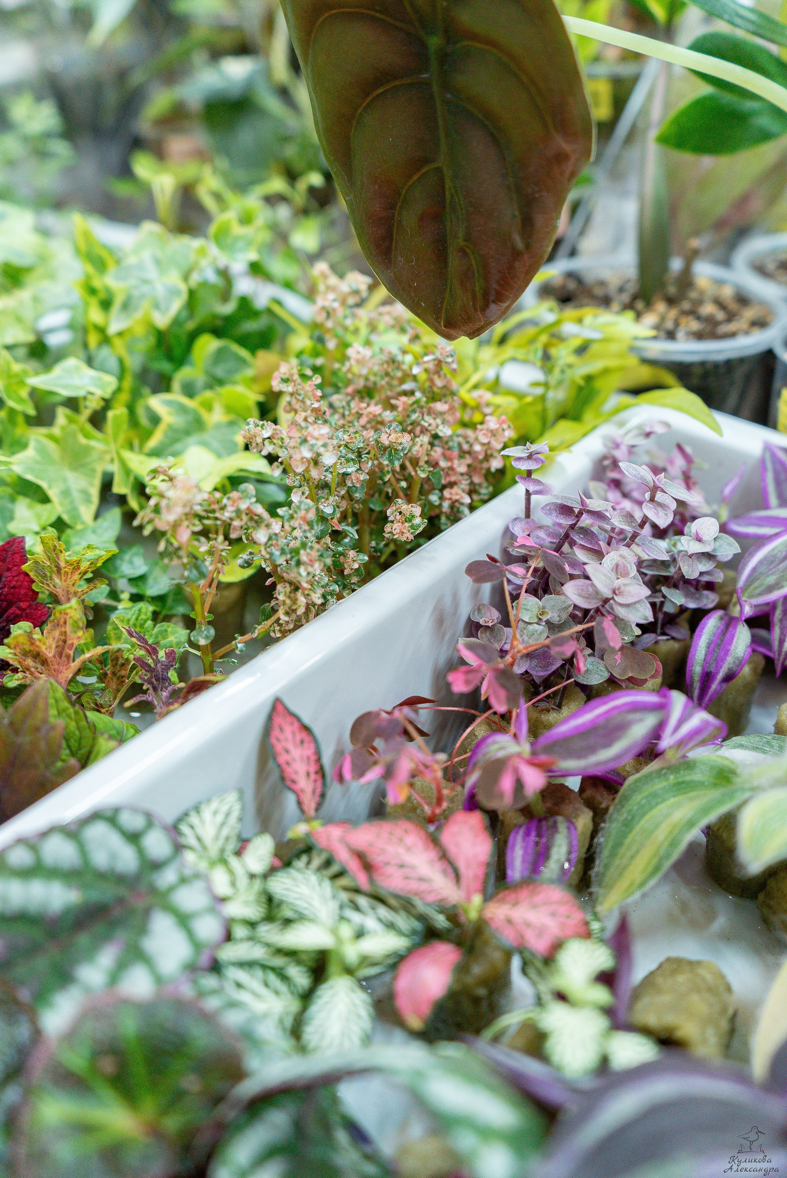 Гроубокс Артплей апрель. Александра Куликова фотограф, Москва