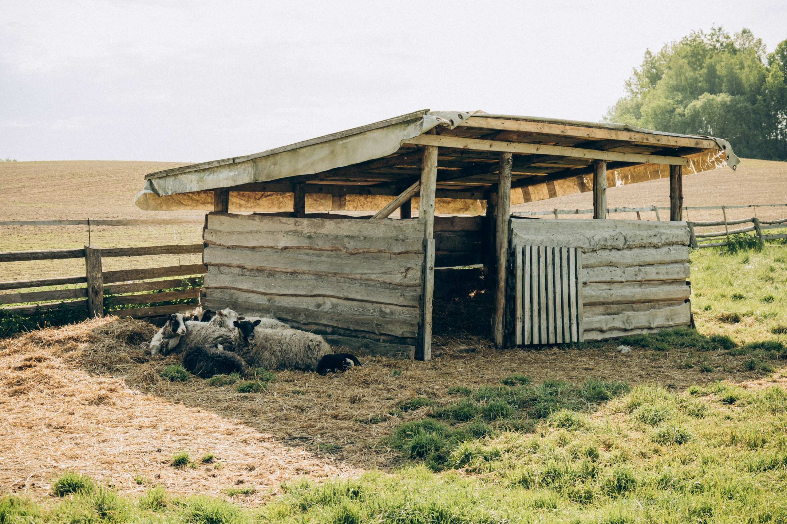 Женя, Аня и Машуня в Лугах