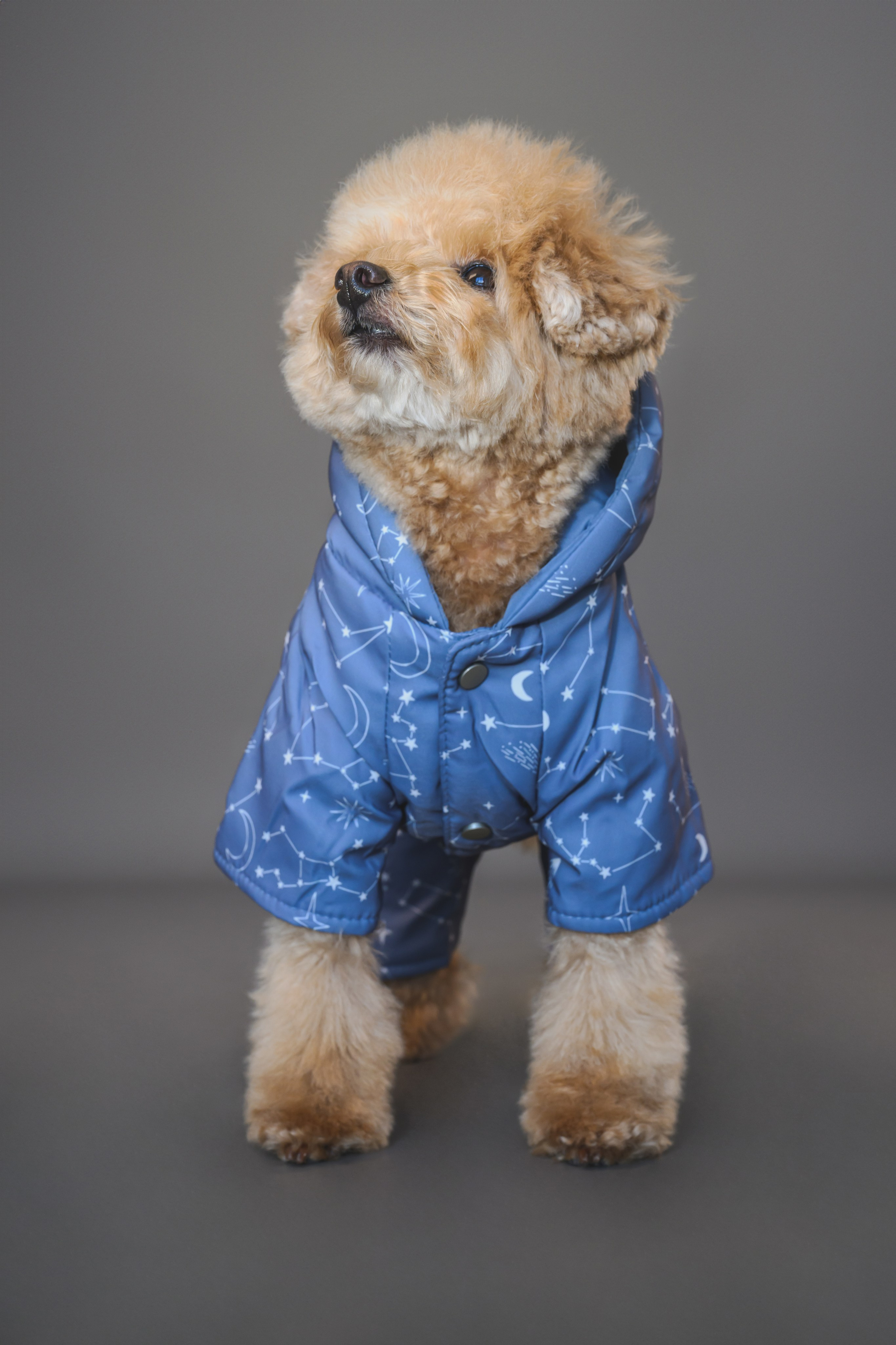 Пудель. Фотограф Анималист в Москве Анастасия Жучкова