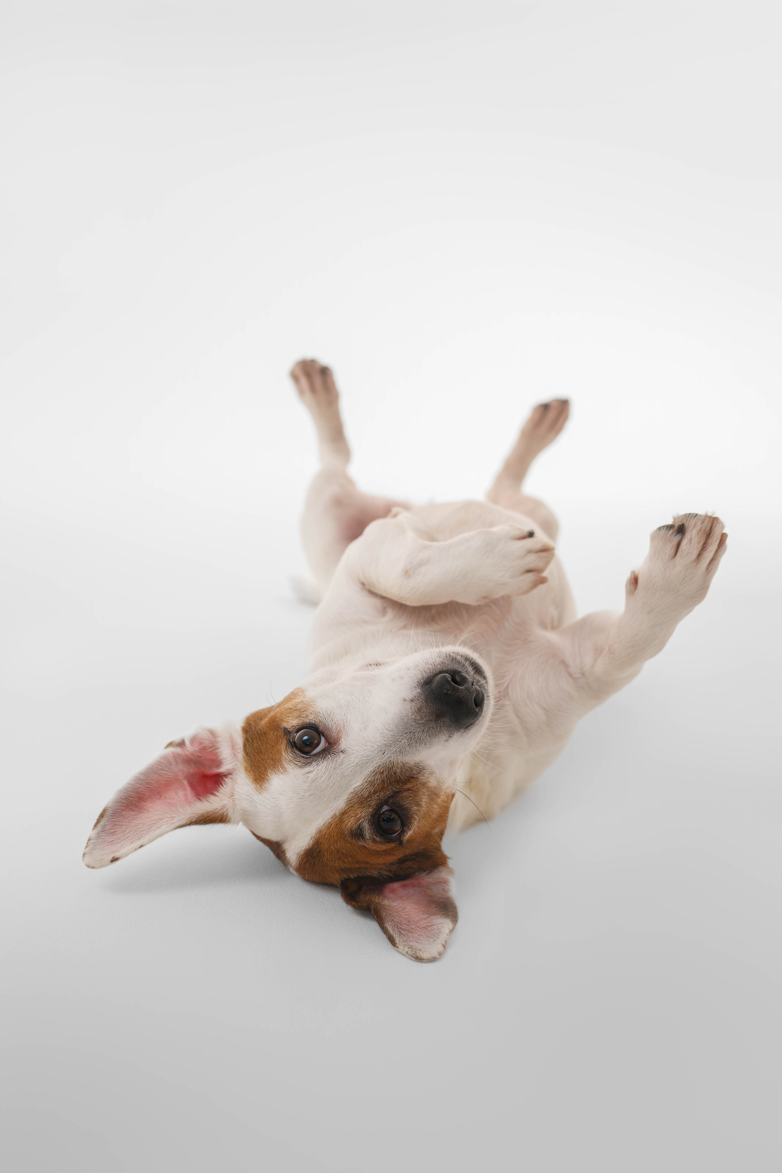 Джек Рассел. Фотограф Анималист в Москве Анастасия Жучкова