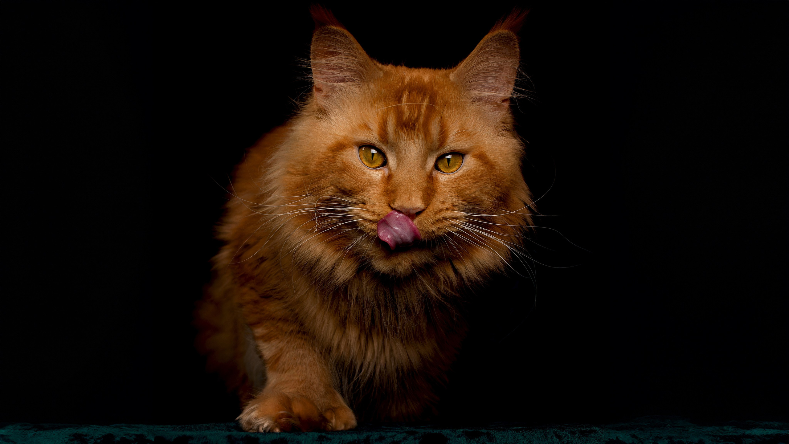 Кошки. Фотограф-анималист Юлия Зубкова