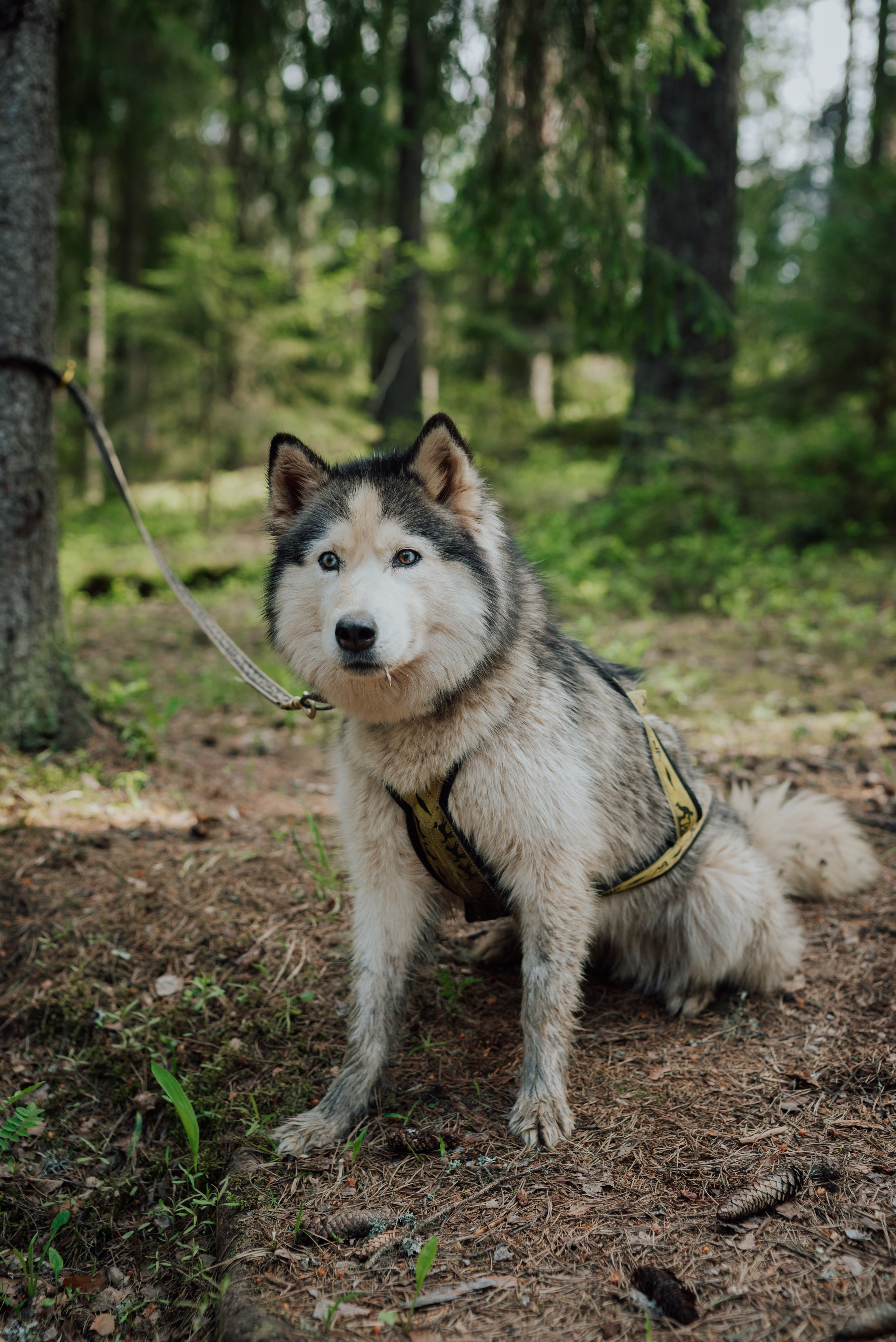Догтрекинг. Фотограф в Санкт-Петербурге и Ленинградской области