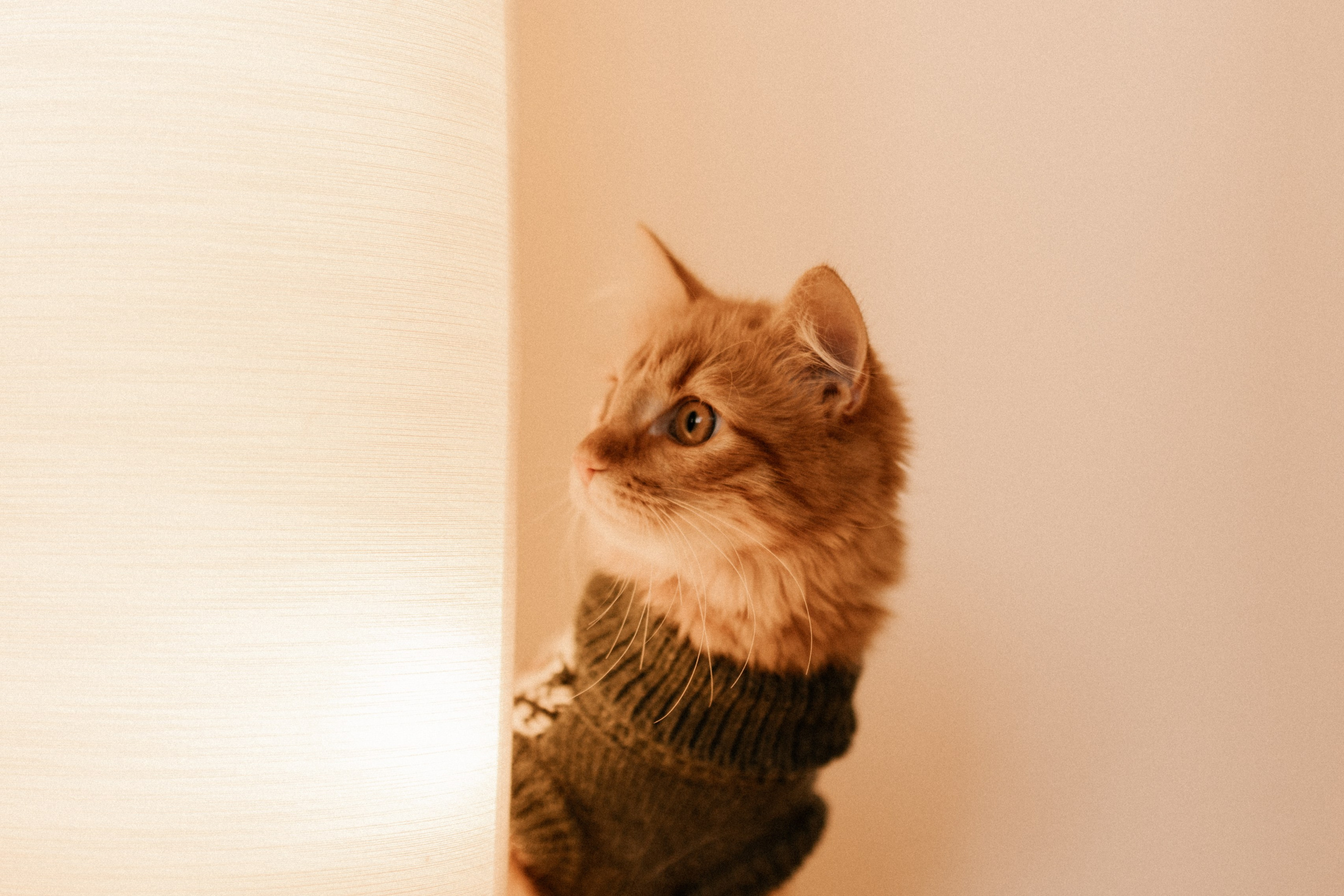 Камилла и ее девочки. Фотограф — Анималист | Санкт-Петербург