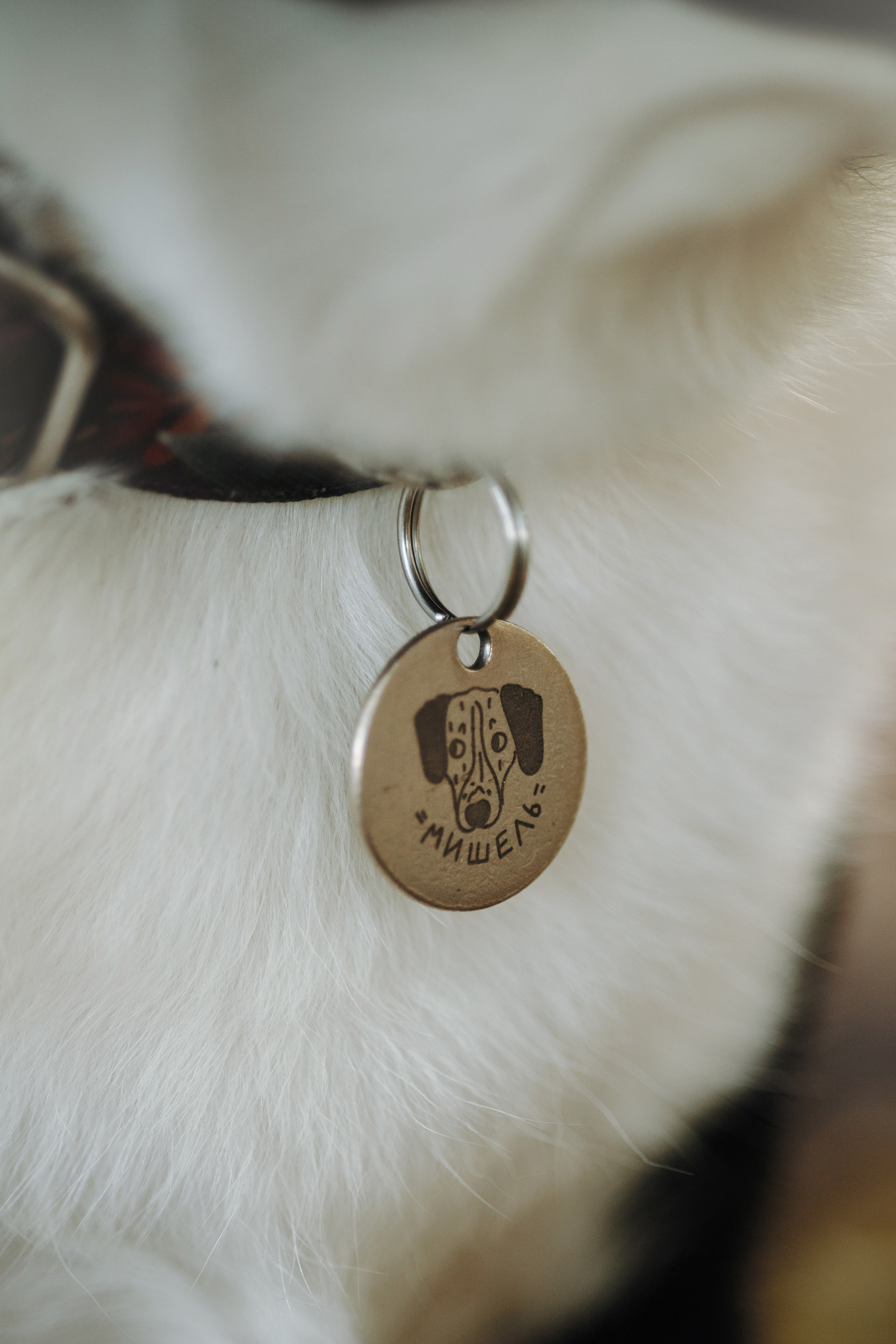 Мишель и ее семья. Фотограф — Анималист | Санкт-Петербург