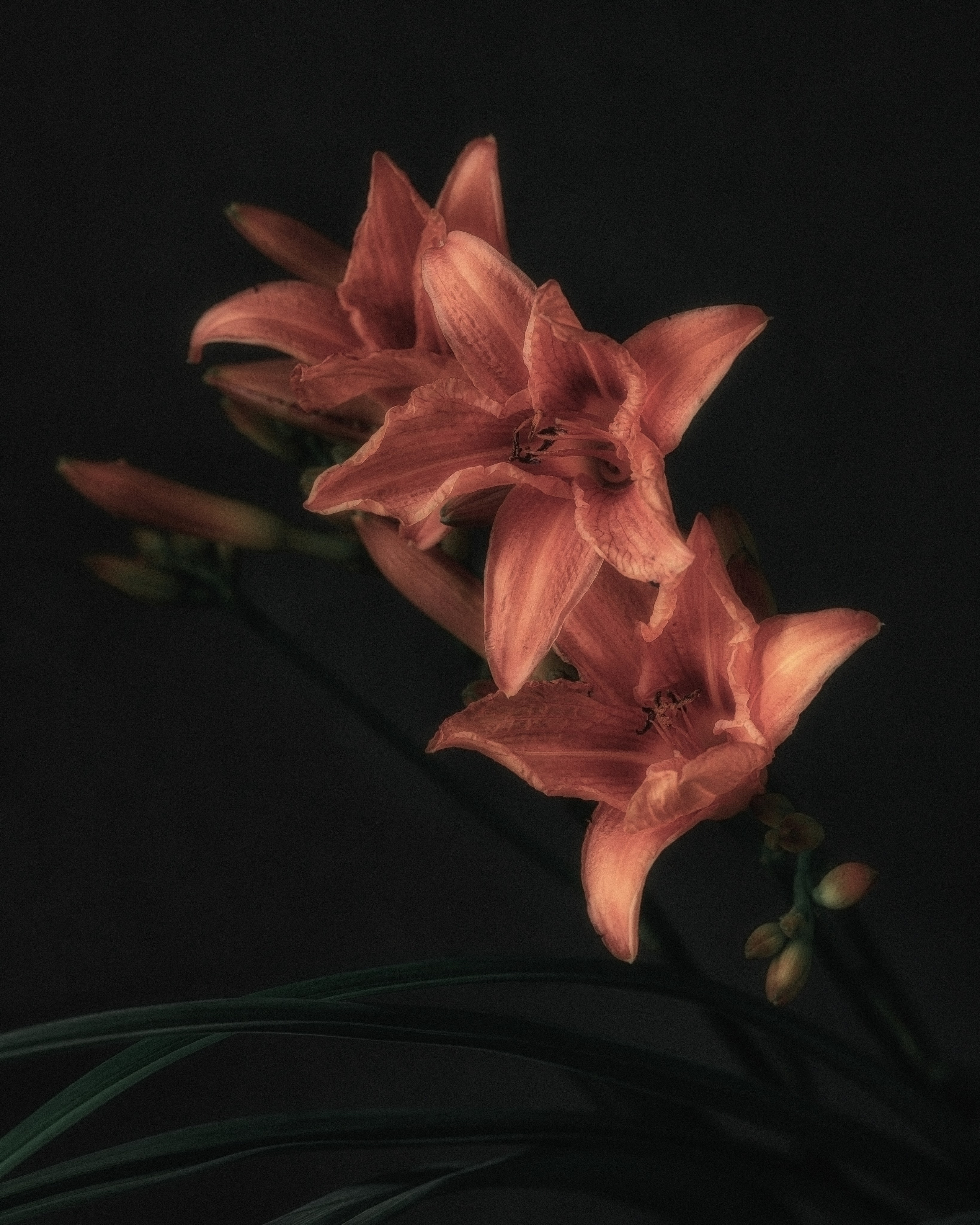 Поэзия цветов. Портретный фотограф в Челябинске Катерина Руди