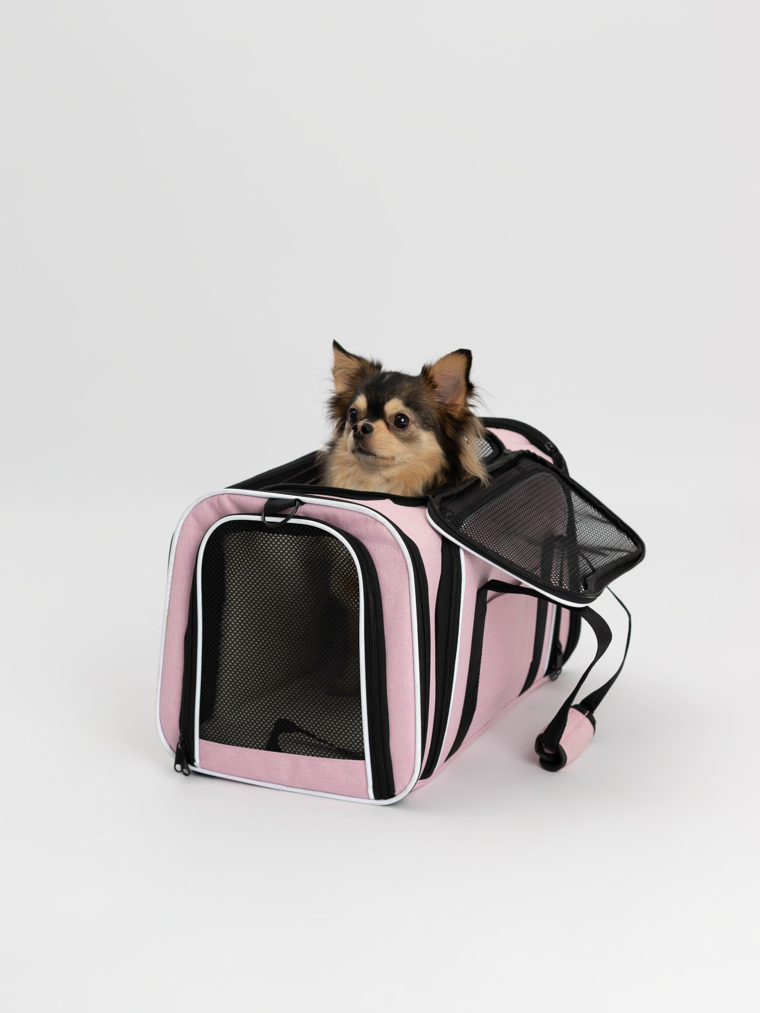 Переноска для питомца. Коммерческий фотограф в Санкт-Петербурге (СПб) Екатерина Панчёха, Панчёшка