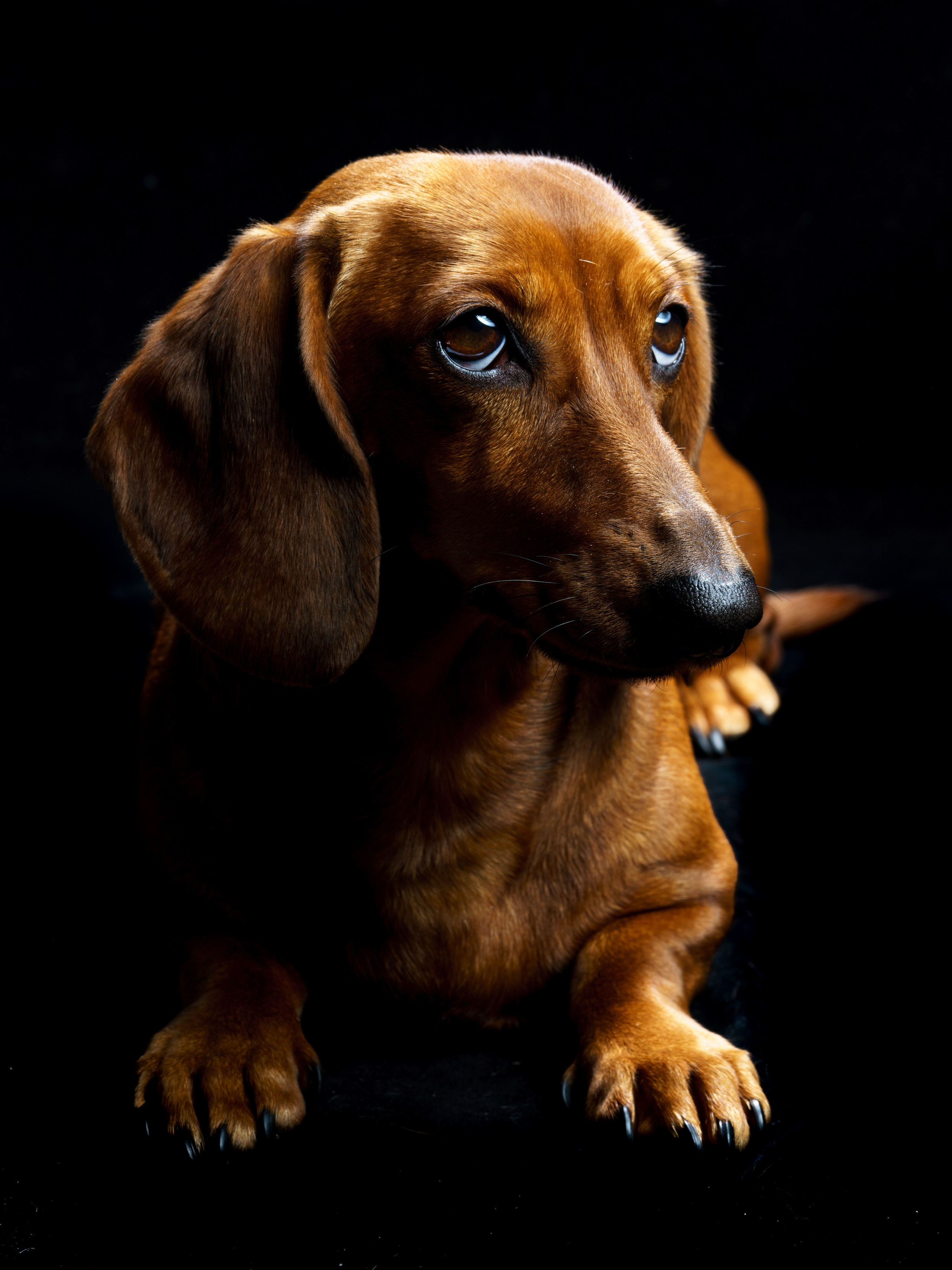 Такса Марго. KED Production — продакшн из СПб. Создаём фото, видео и контент, который помогает брендам и селлерам продавать больше