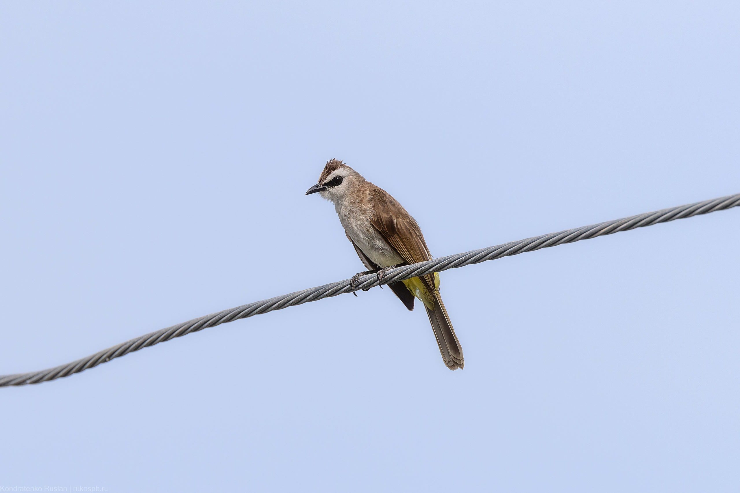 Желтоухий настоящий бюльбюль. Архитектурный и пейзажный фотограф Кондратенко Руслан, Санкт-Петербург