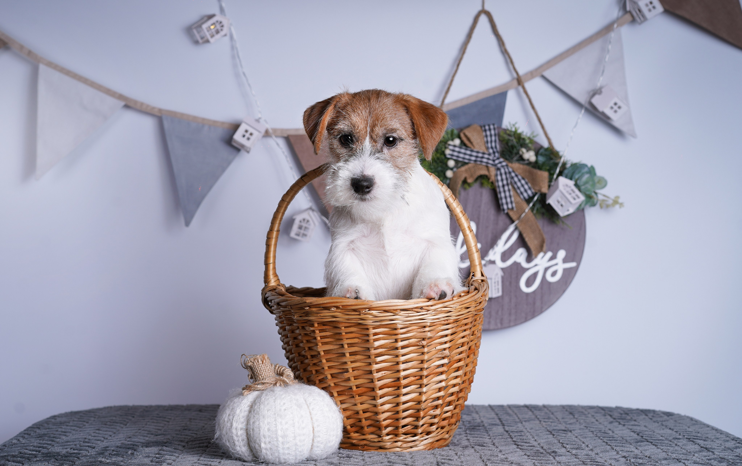 Щенки дрт. Фотограф-анималист в Санкт-Петербурге Яна Мартынова