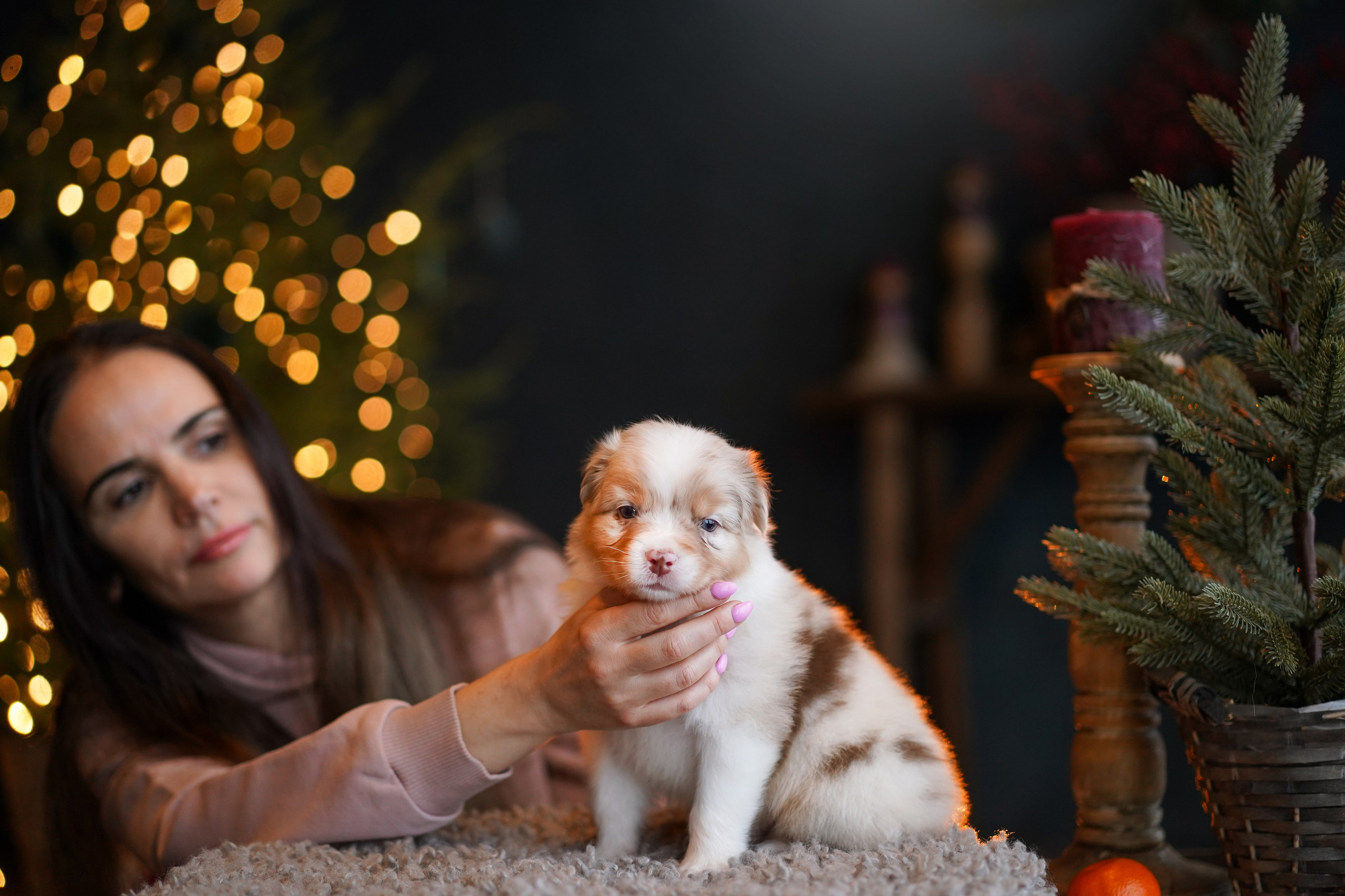 Щенки австралийской овчарки. Фотограф-анималист в Санкт-Петербурге Яна Мартынова