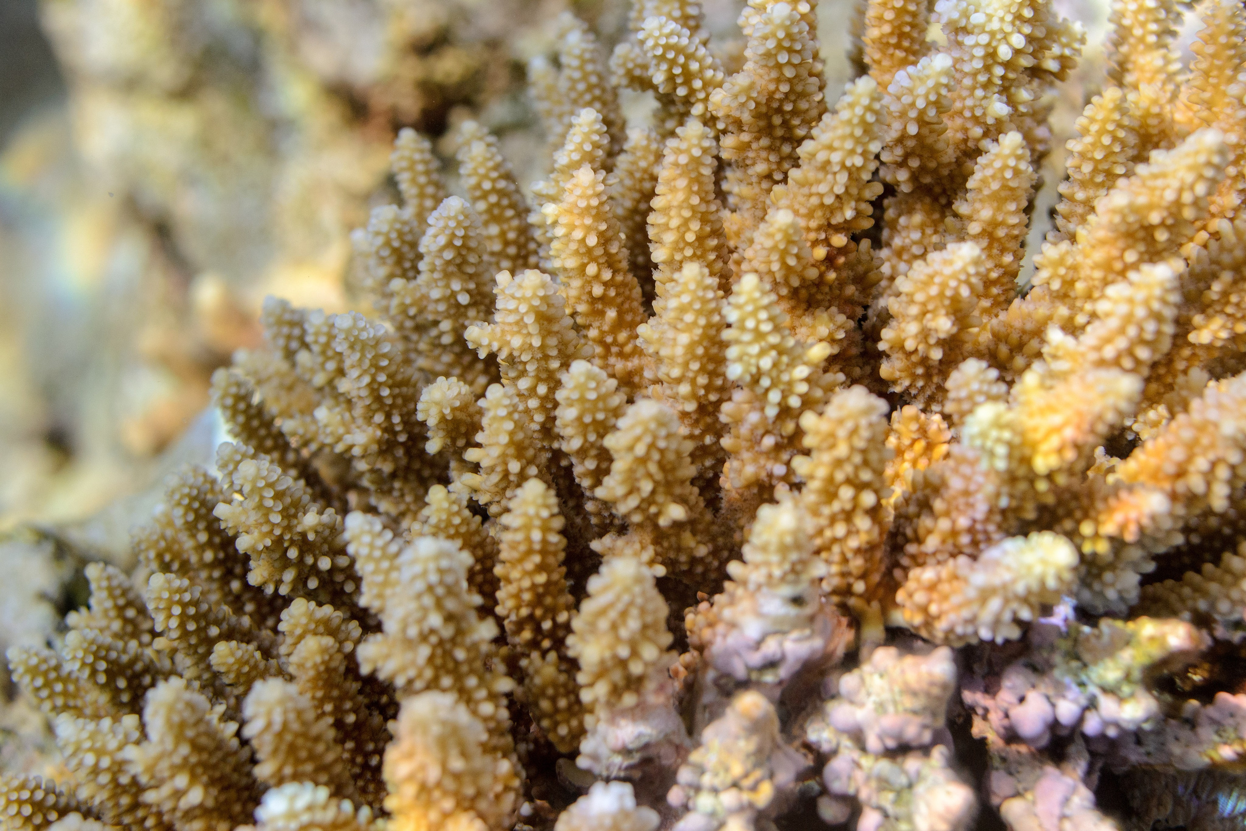 Море. Фотограф в Санкт-Петербурге Ибрагимова Алина