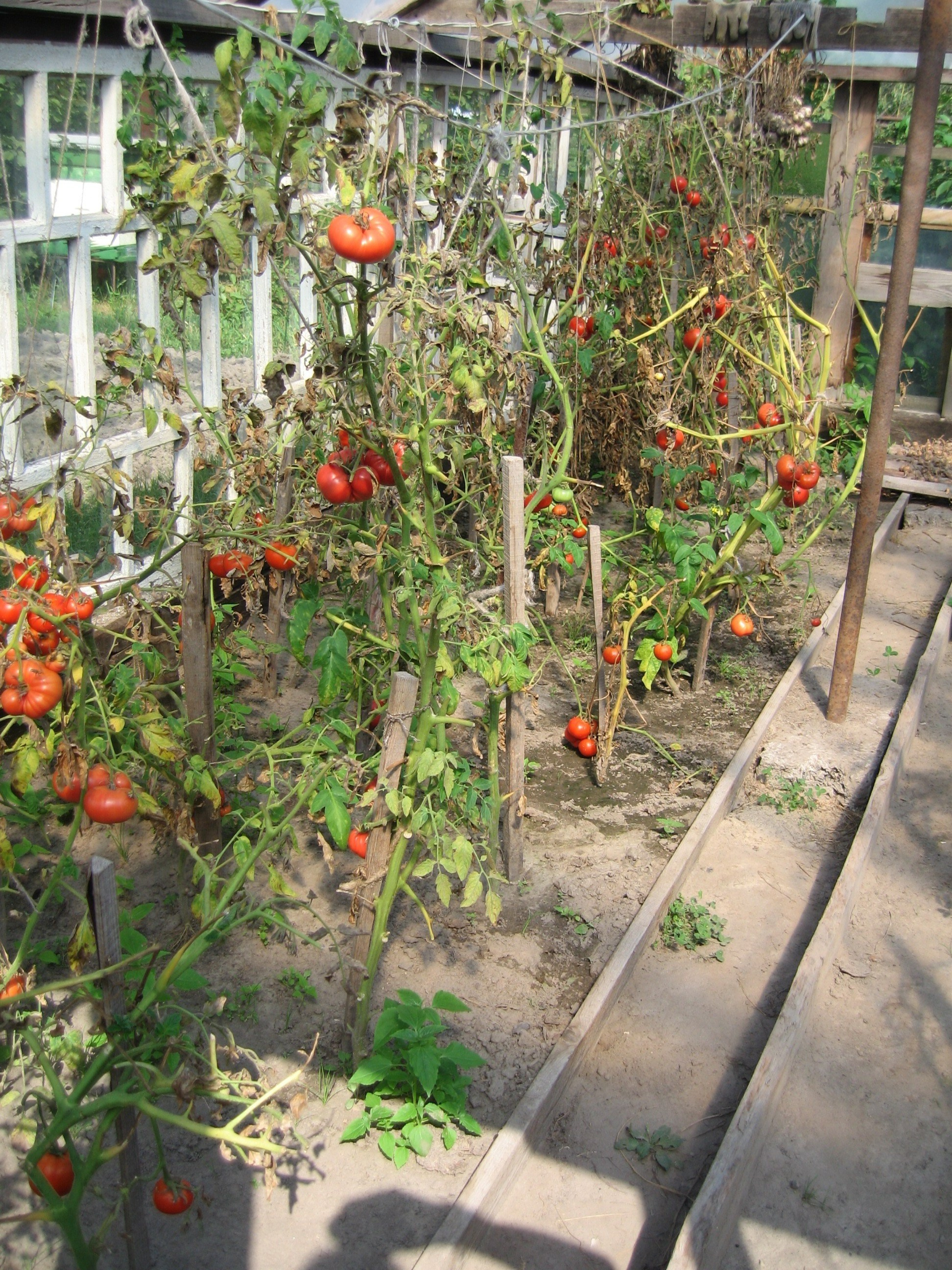 Теплица с рядами помидоров, подвязанных к деревянным опорам. Видны зелёные листья и красные помидоры, земля между рядами.