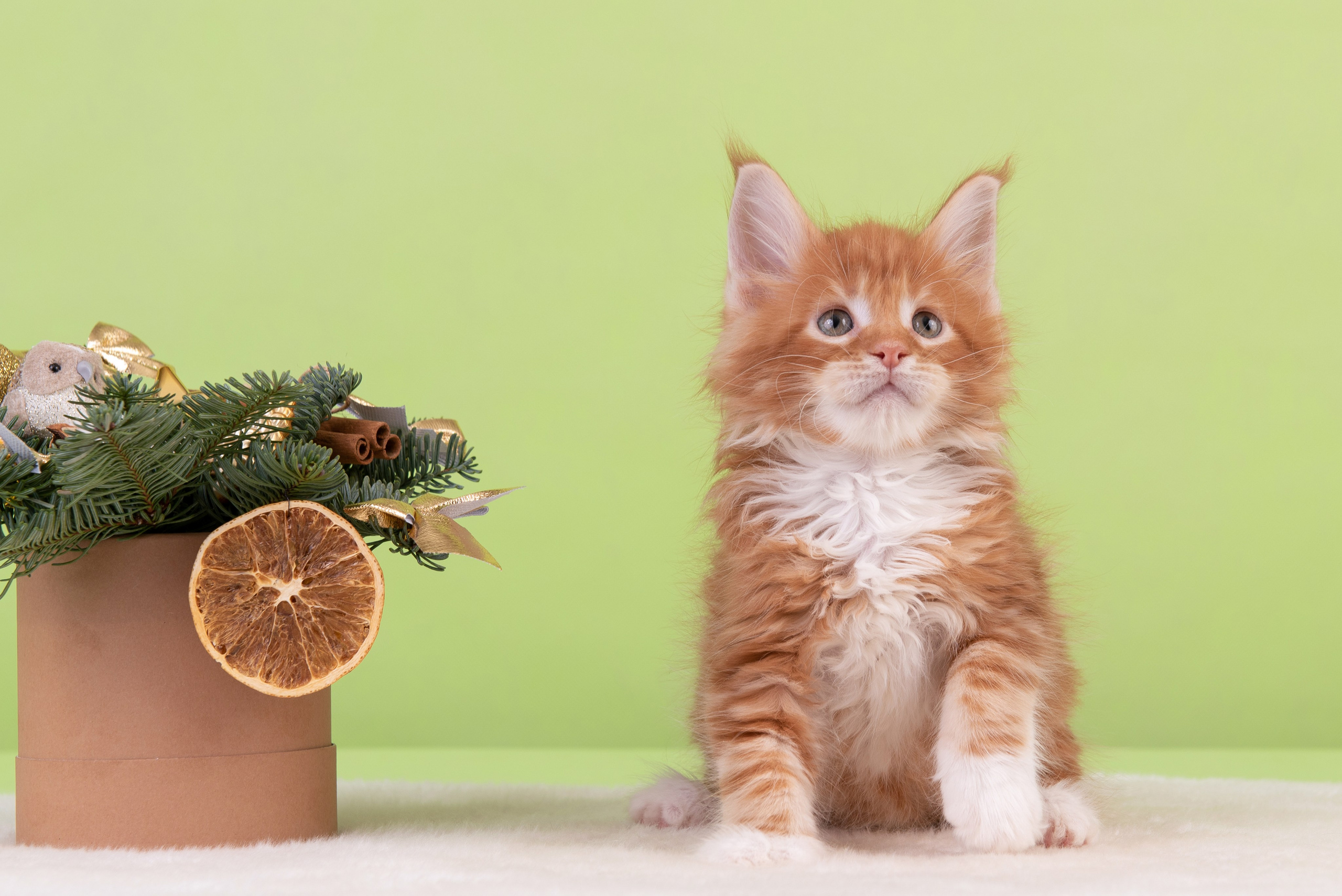 Котята в домашней студии. Фотограф анималист в Казани Алина Сулейманова. Фотограф животных