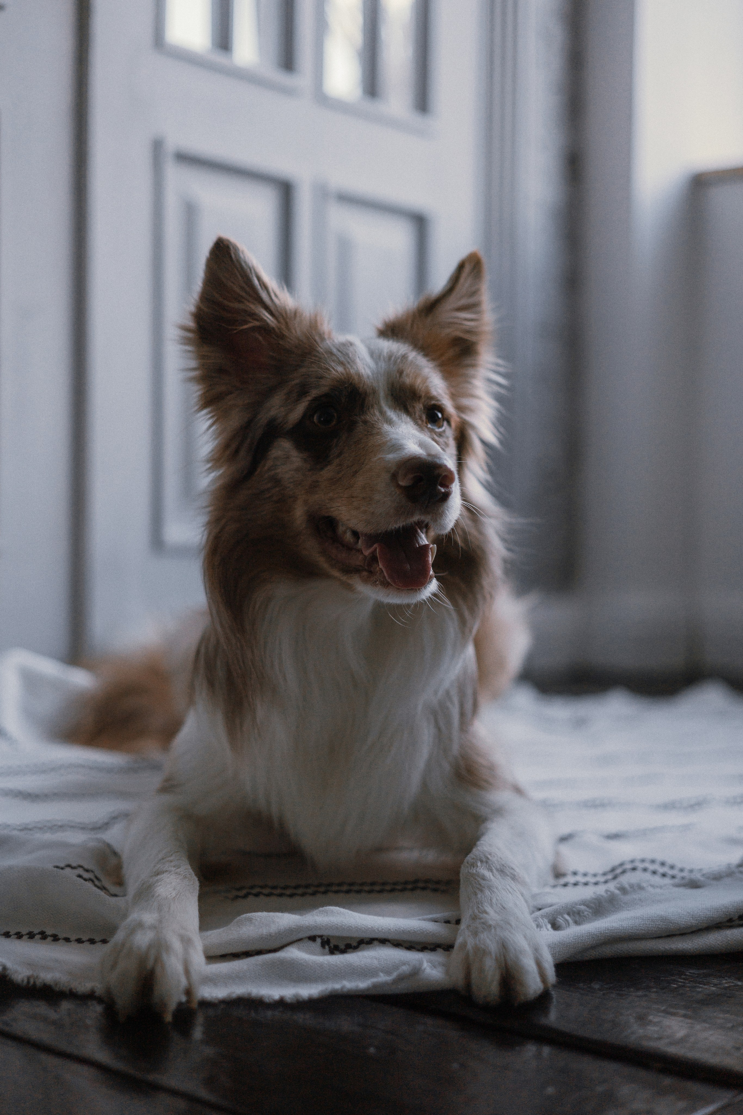 Аня, Дэймон и Грэй. Фотограф-анималист Богданова Полина