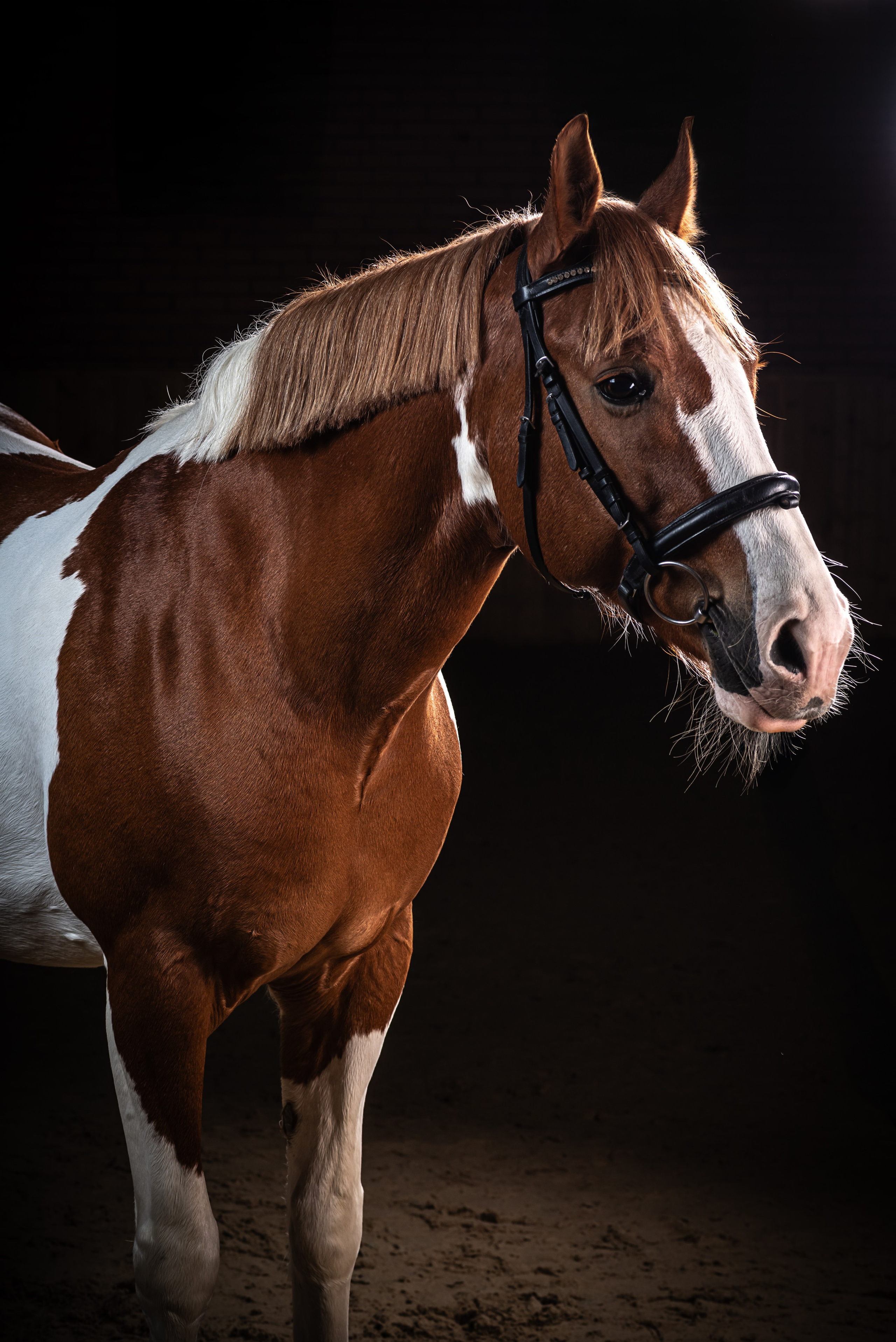 Фотосессия с животными в  Ростов-на-Дону