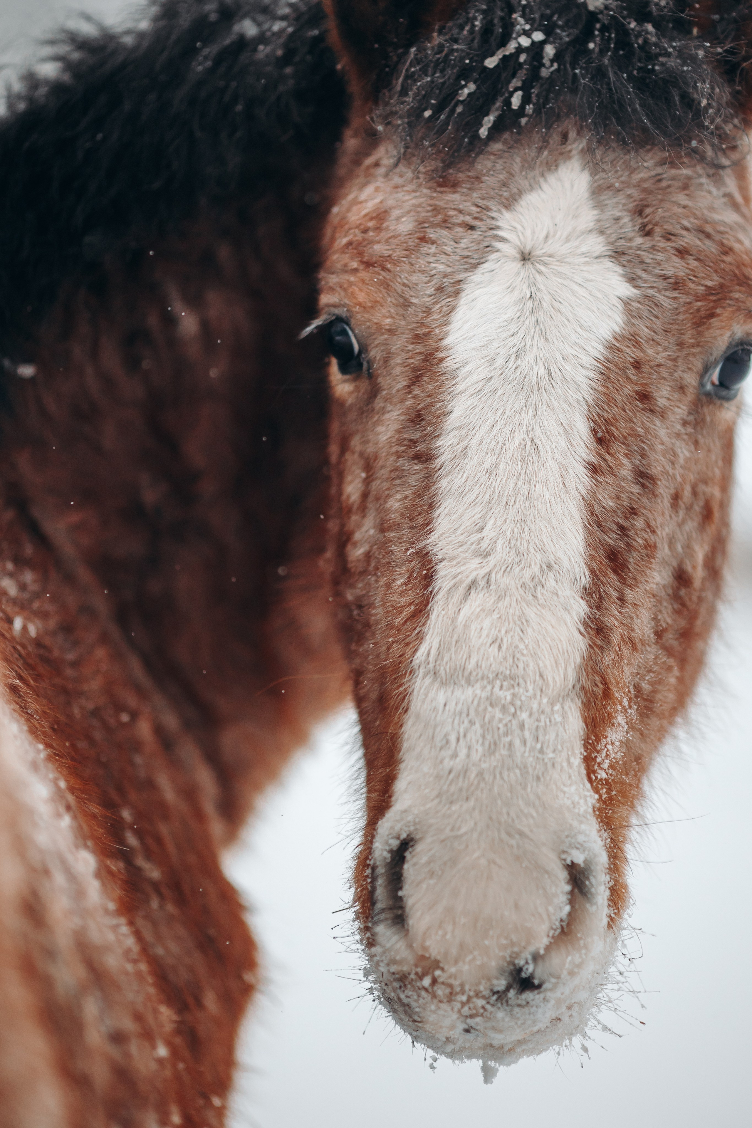 Яблоки на снегу. Анна Молчанова конный фотограф в Тюмени | фотосессии с лошадьми Тюмень