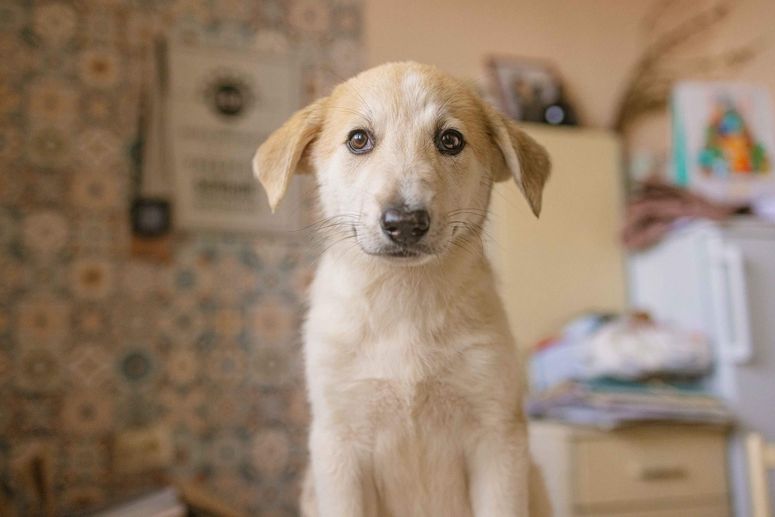 Щеночки на кухне. Фотограф-анималист в Москве Лера Черноног