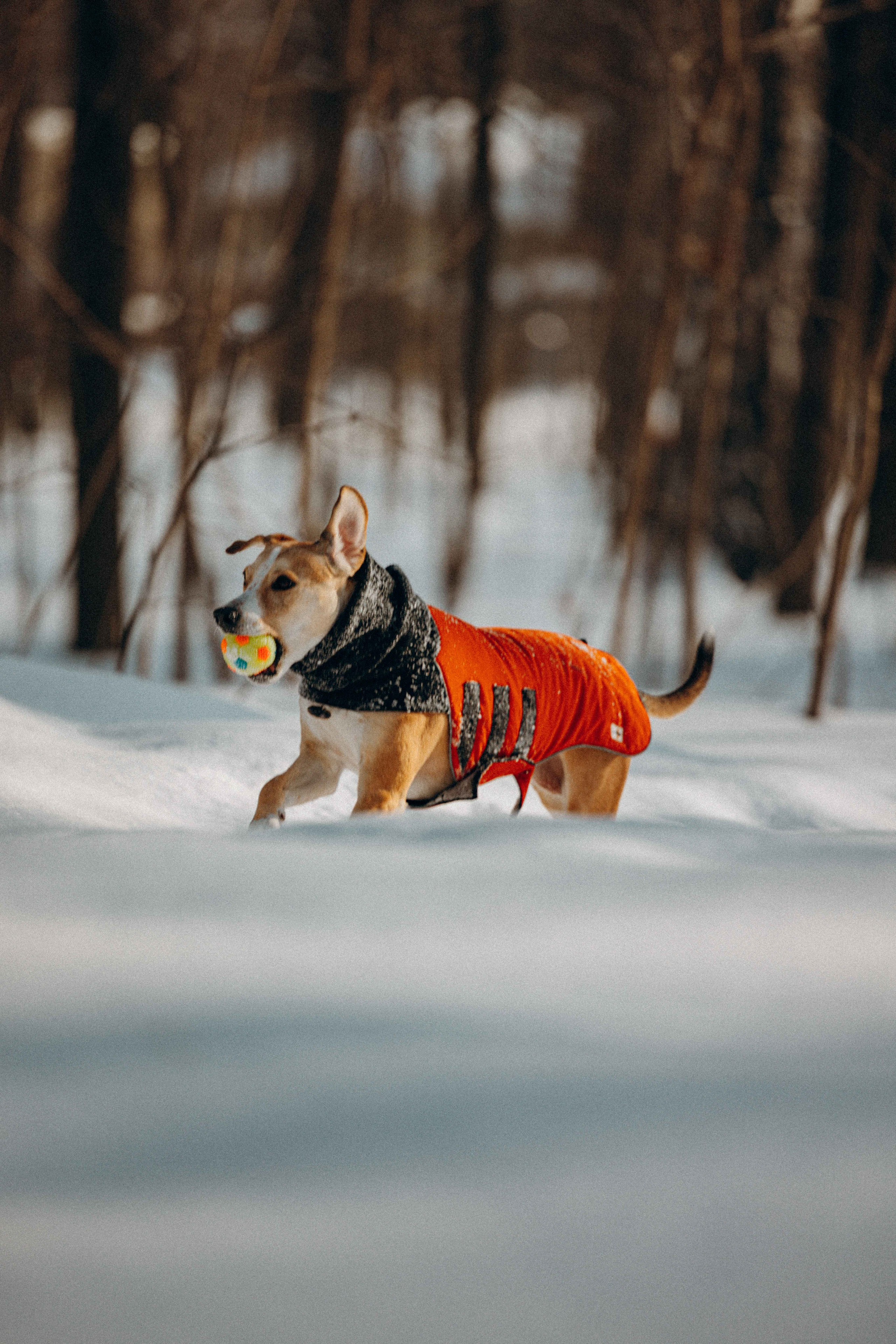Свобода и ее семья. Фотограф-анималист в Москве Лера Черноног