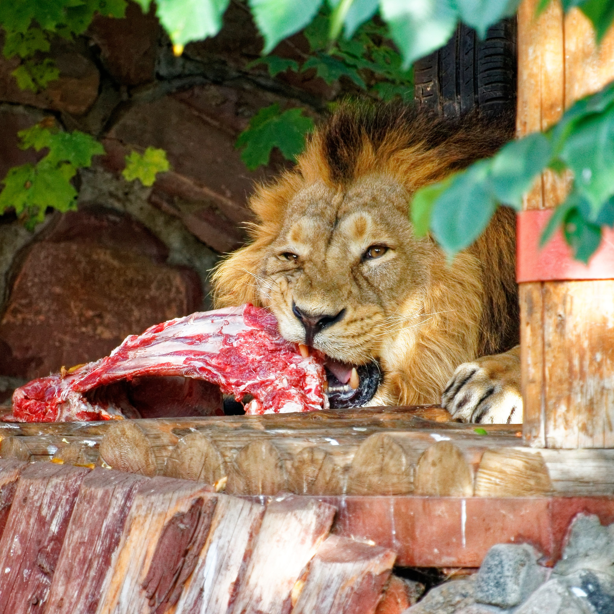 МОСКОВСКИЙ ЗООПАРК. Фотограф Владимир Роля
