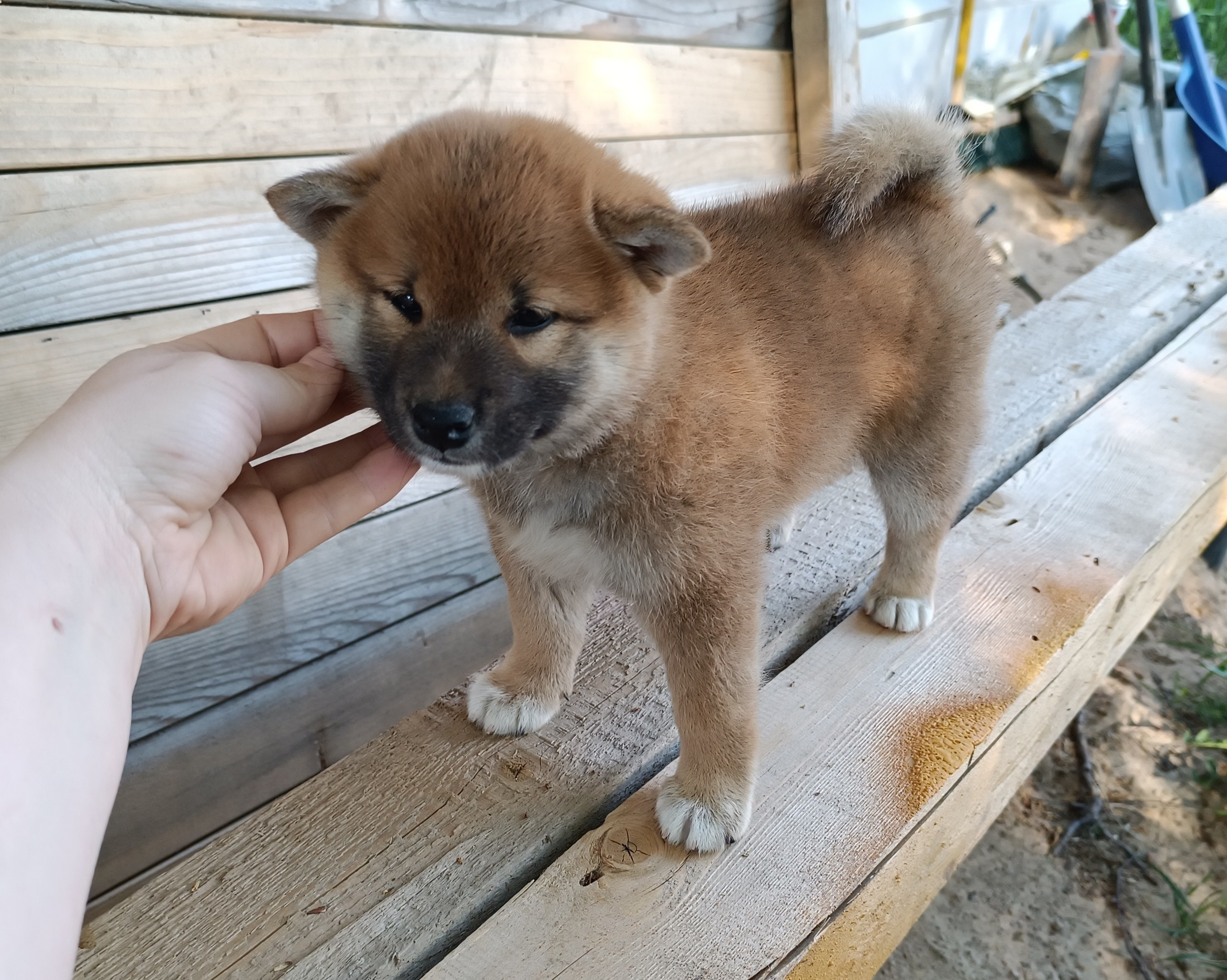 сиба питомник Рубилайт щенки на продажу rubylight  сиба щенки купить СПб Санкт-Петербург