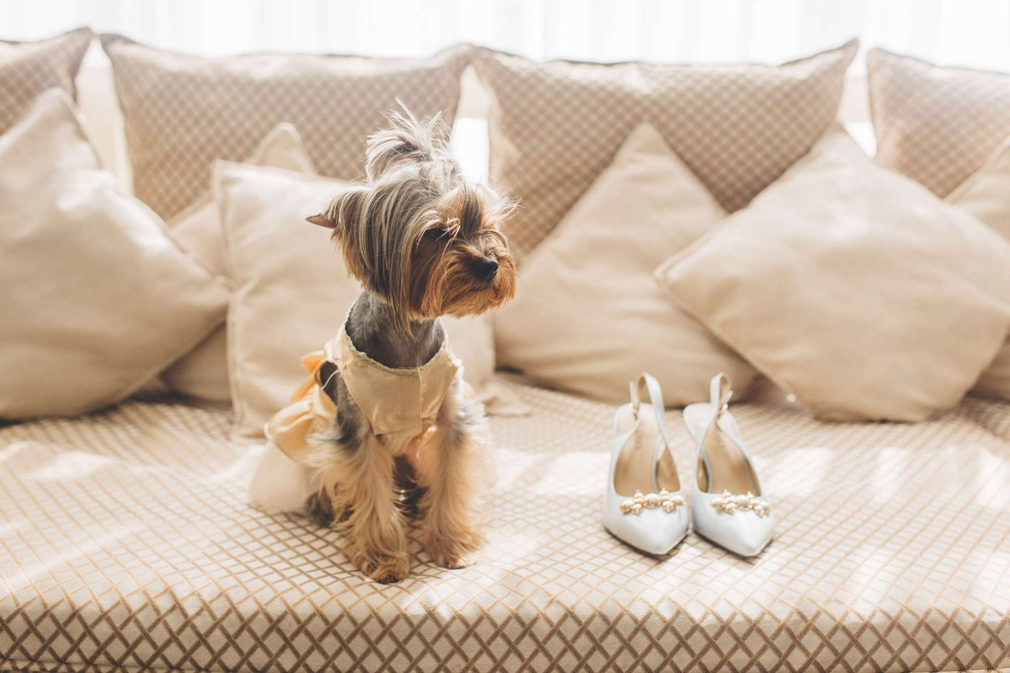 Andrey & Alexandra Wed. Wedding and family photography Adamians