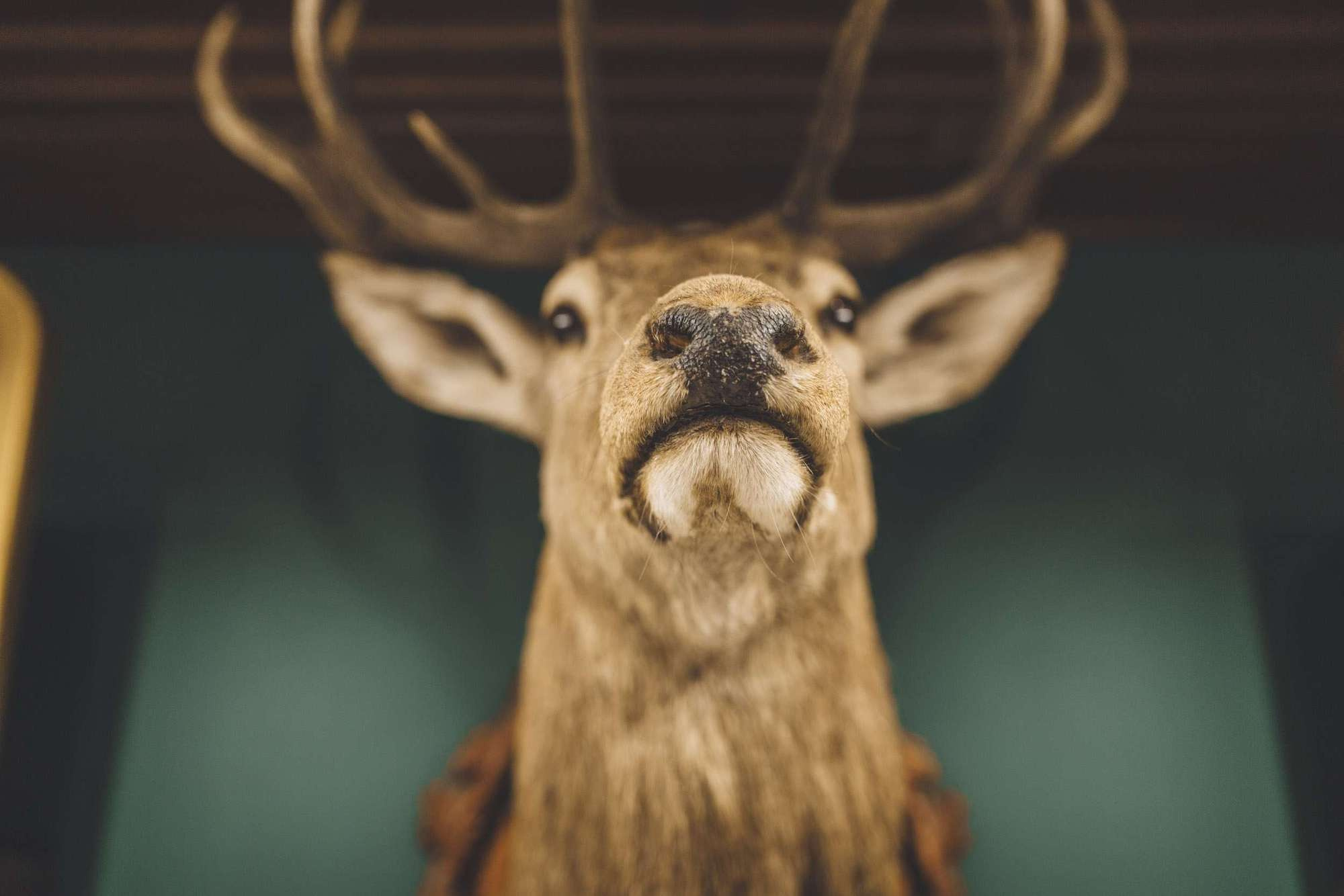 Andrey & Kate. Wedding and family photography Adamians