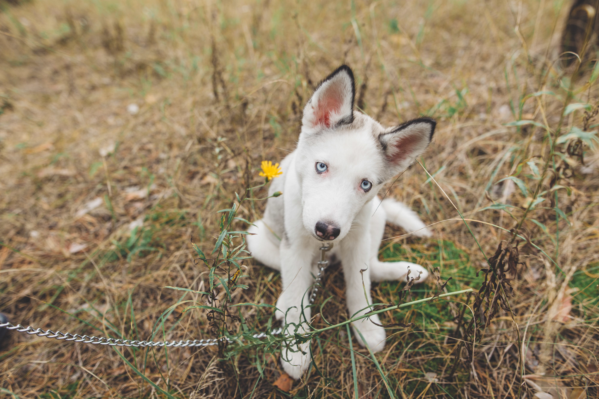 Դարիա և Ալեքսանդր. Հարսանեկան լուսանկարչություն Հայաստանում Ադամյանների ընտանիքի կողմից