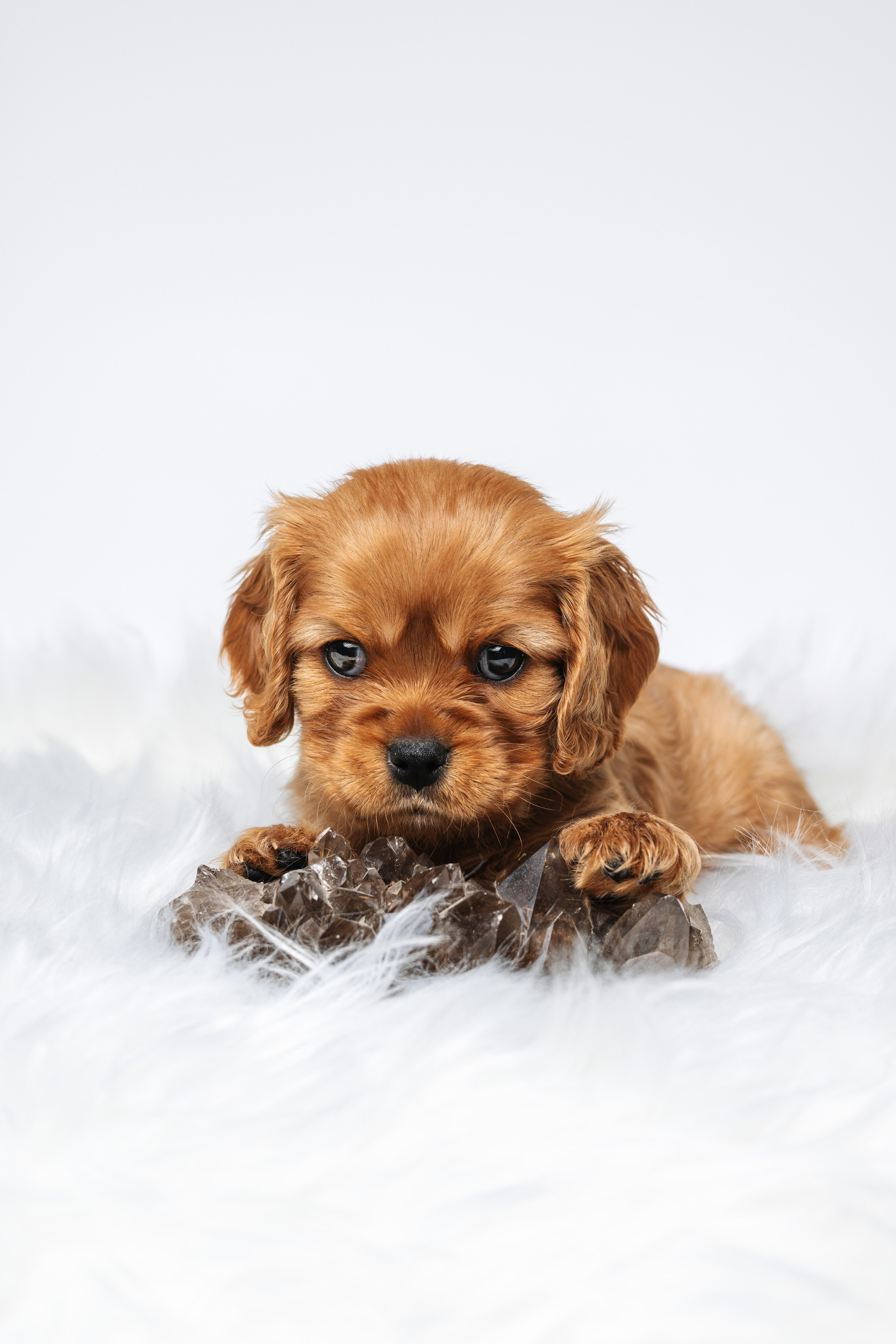 ККЧС. Фотограф анималист Осипчикова Мария