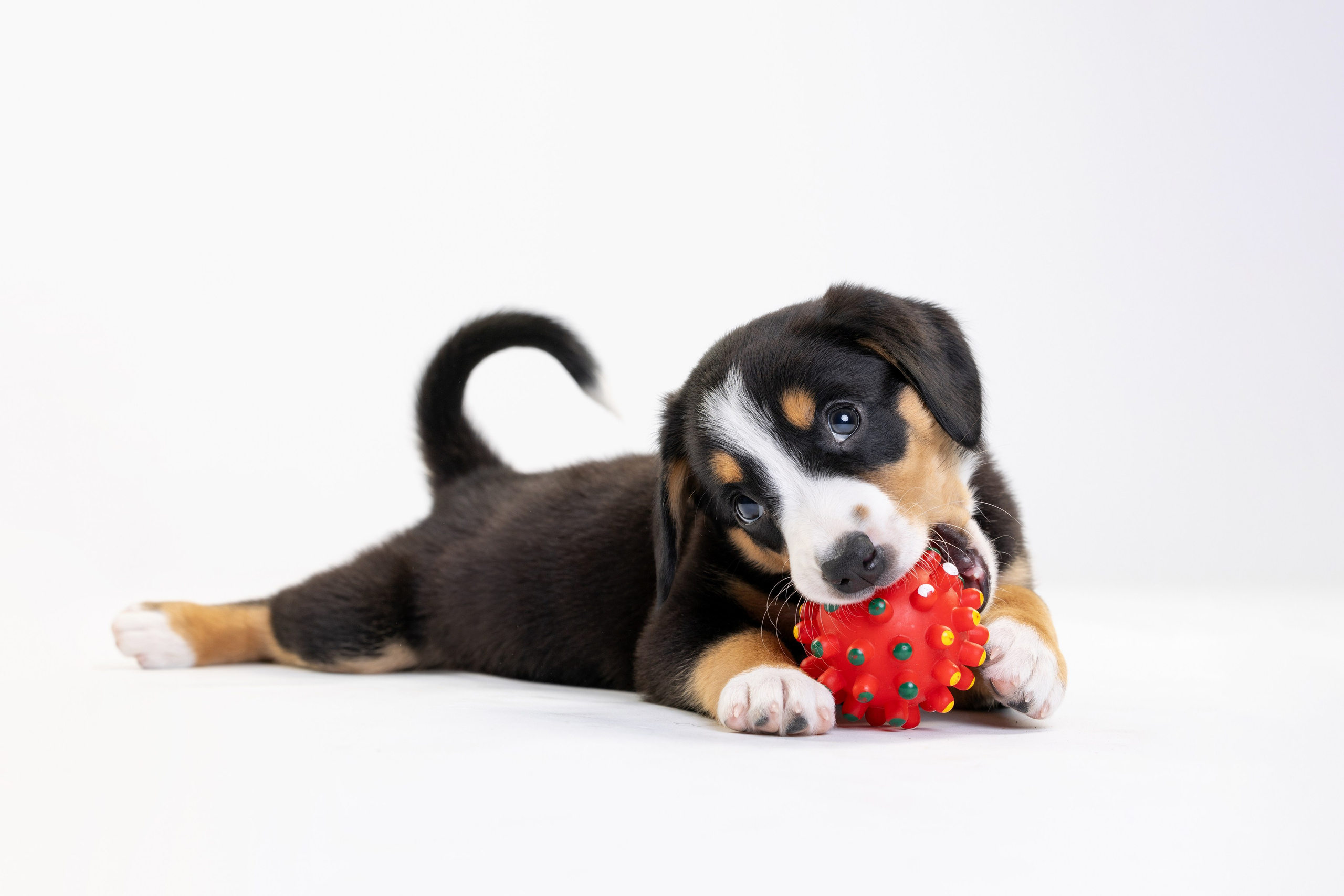 Энтлебухеры. Фотограф анималист Осипчикова Мария