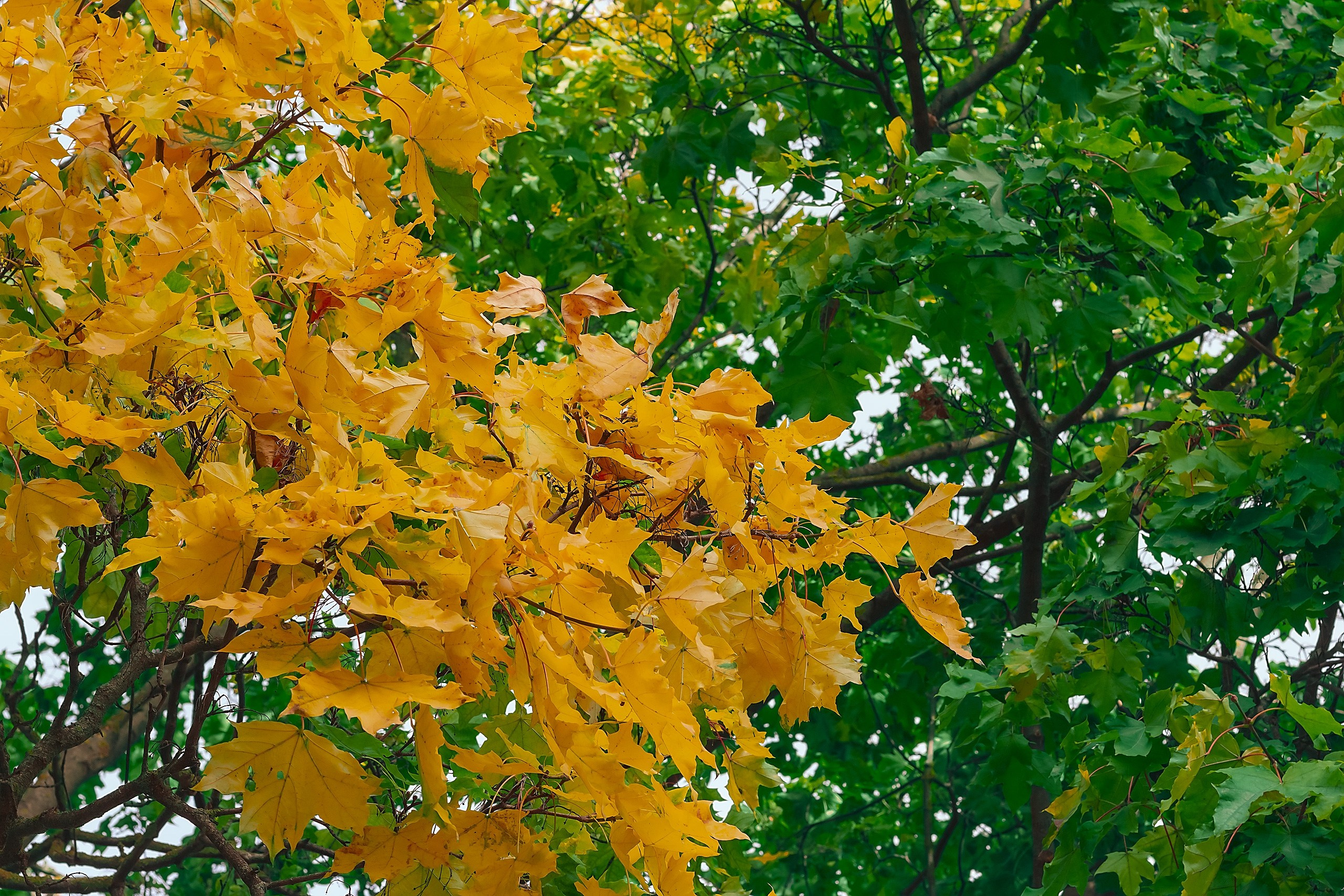 Свет и Цвет. Аmat Victoria Сuram