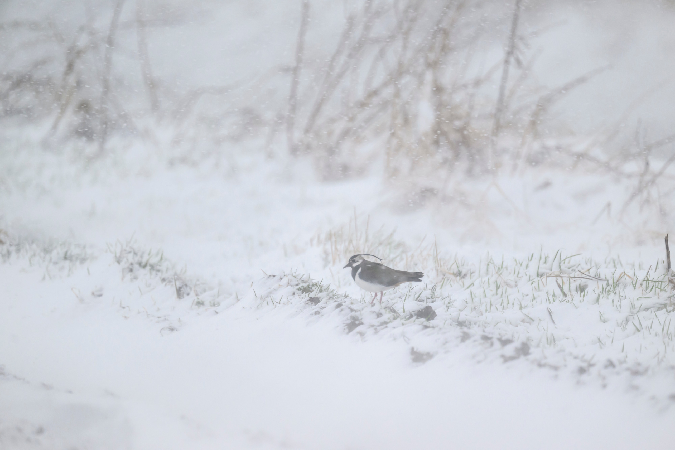 Метель. Фотограф Сергей Пупонин