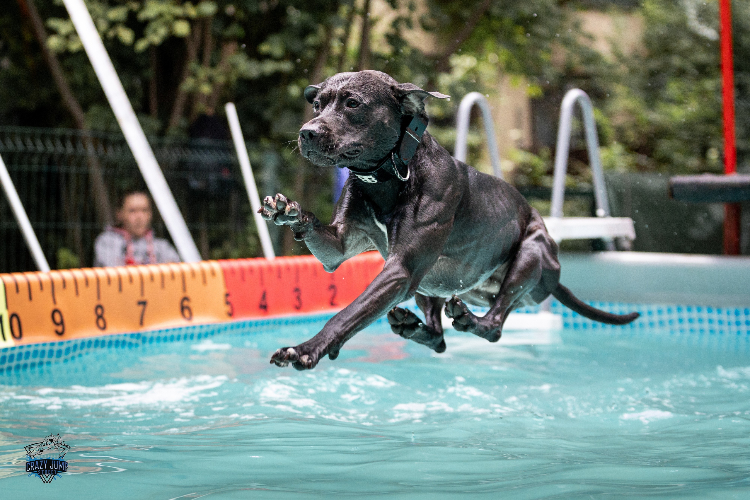 Собаки, спорт, Док дайвинг. Свадебный и репортажный фотограф в Москве и Московской области