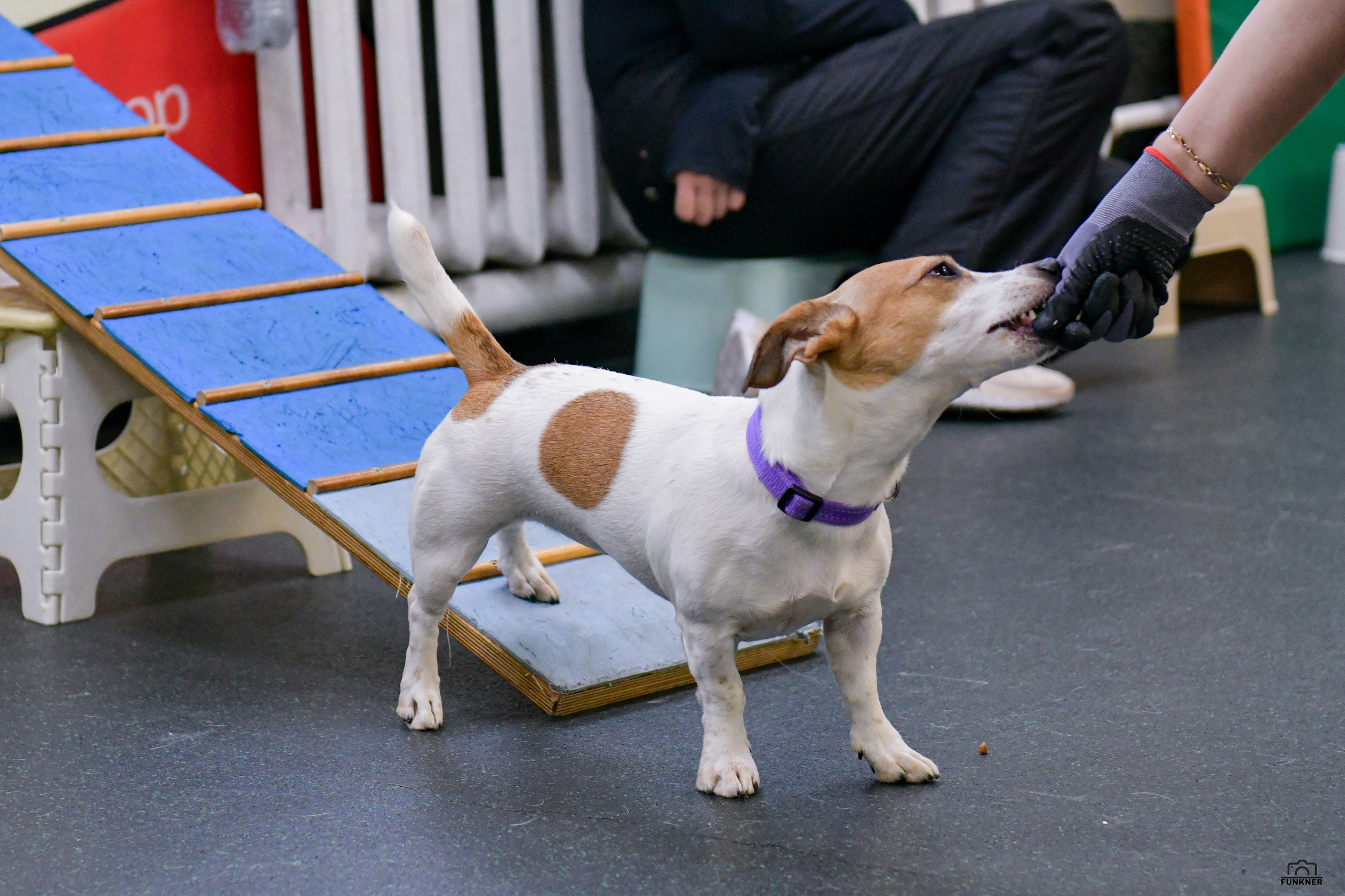 Кинологический клуб «Бодрый хвост». Свой взгляд через объектив