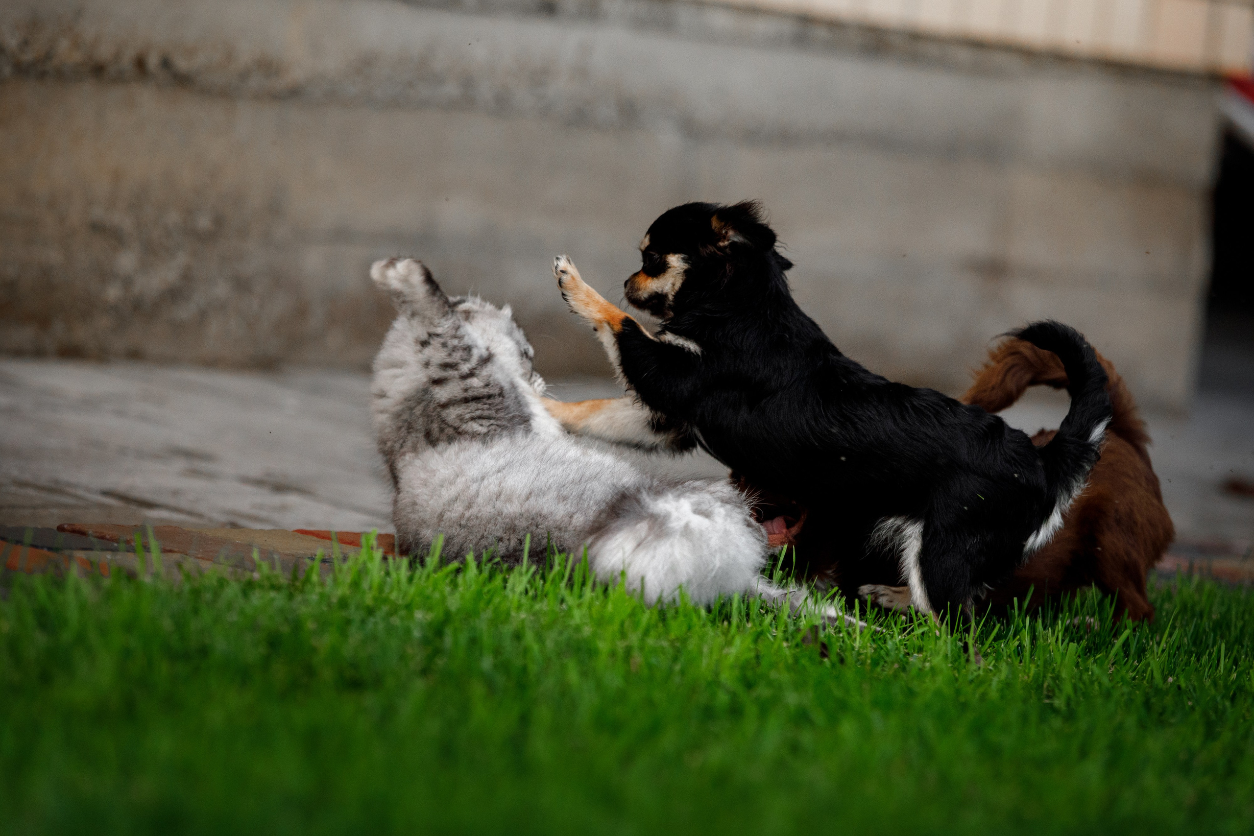 Болтовня в саду. О нас