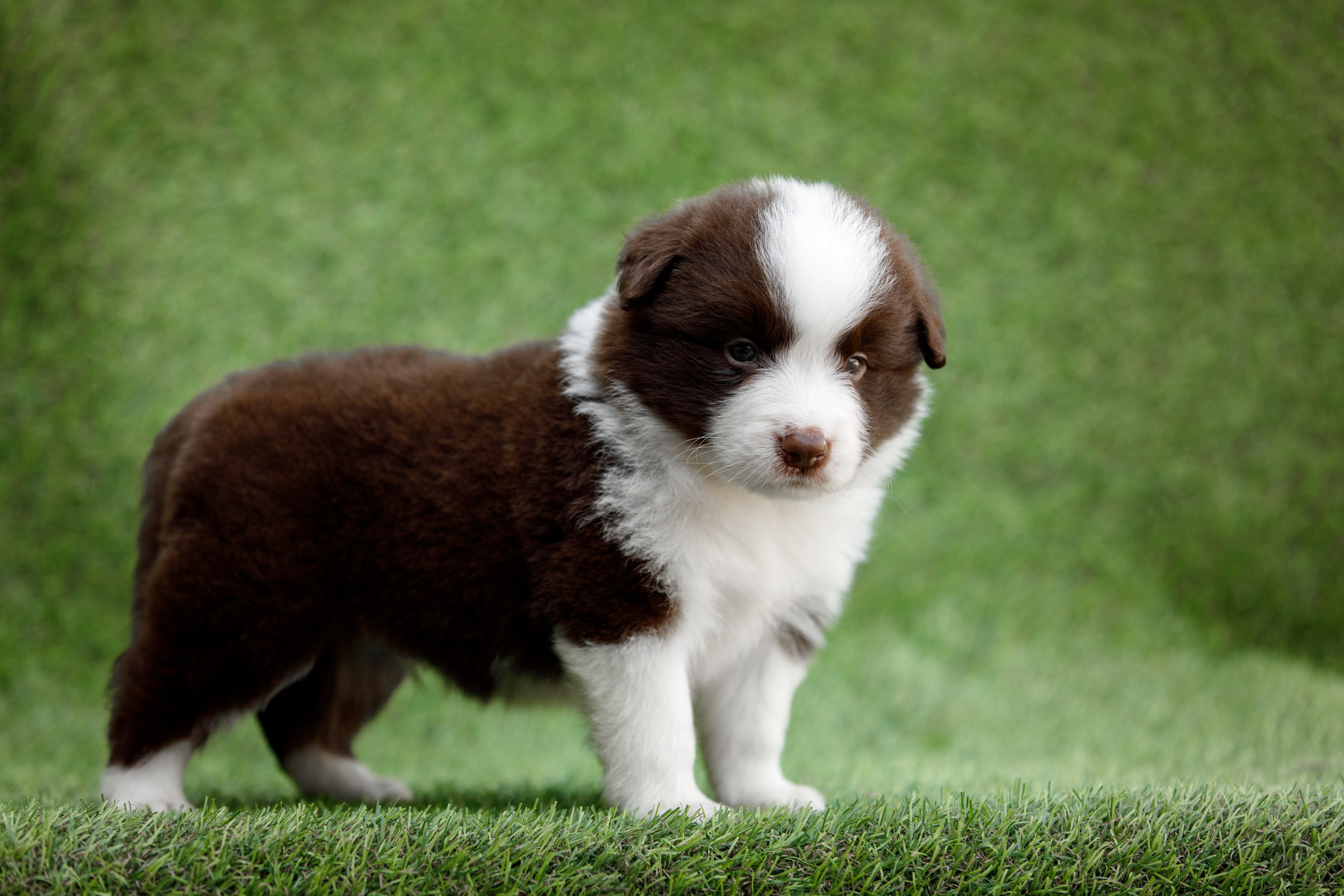 Смешарики. О нас